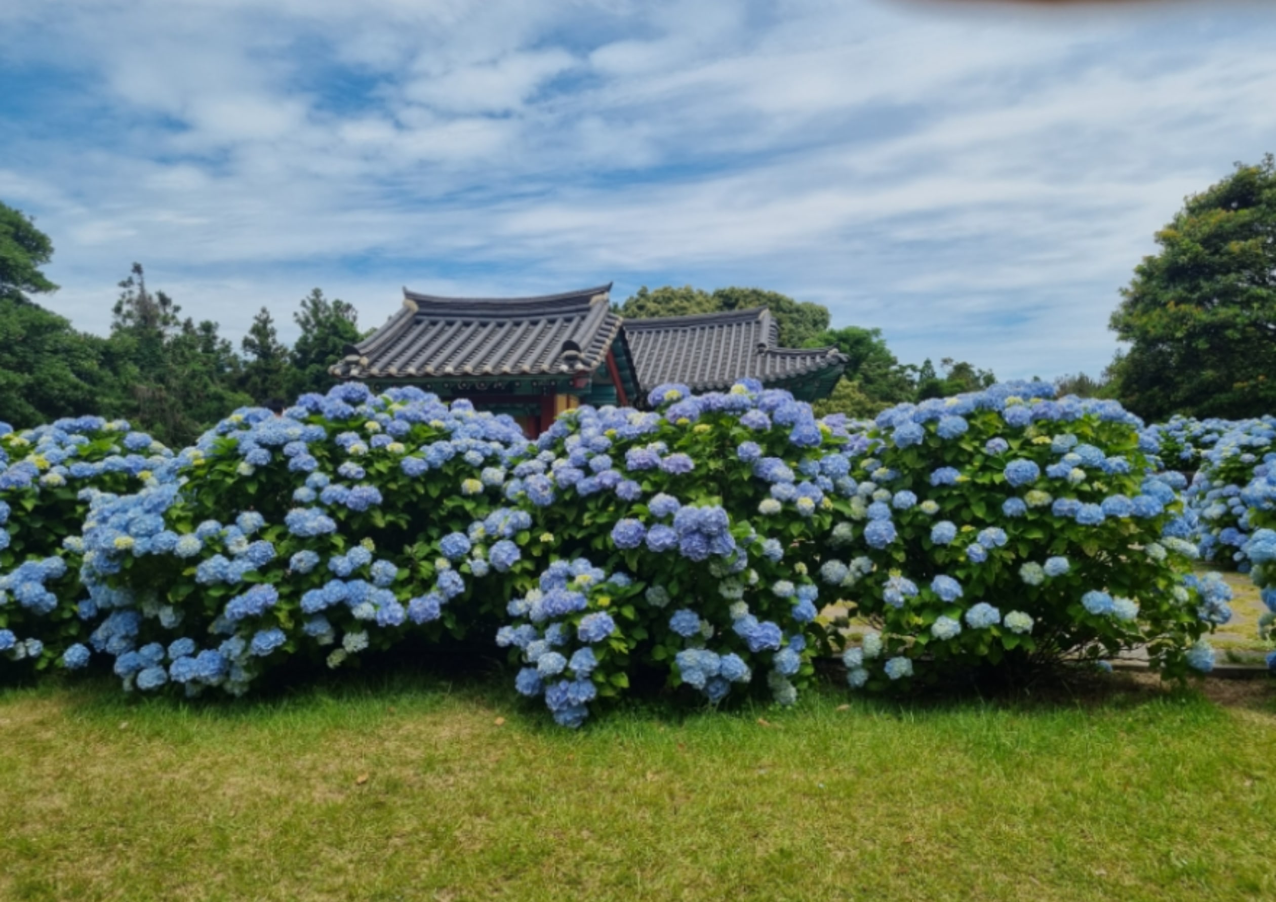 本陣池：四大季節花卉 (夏季)