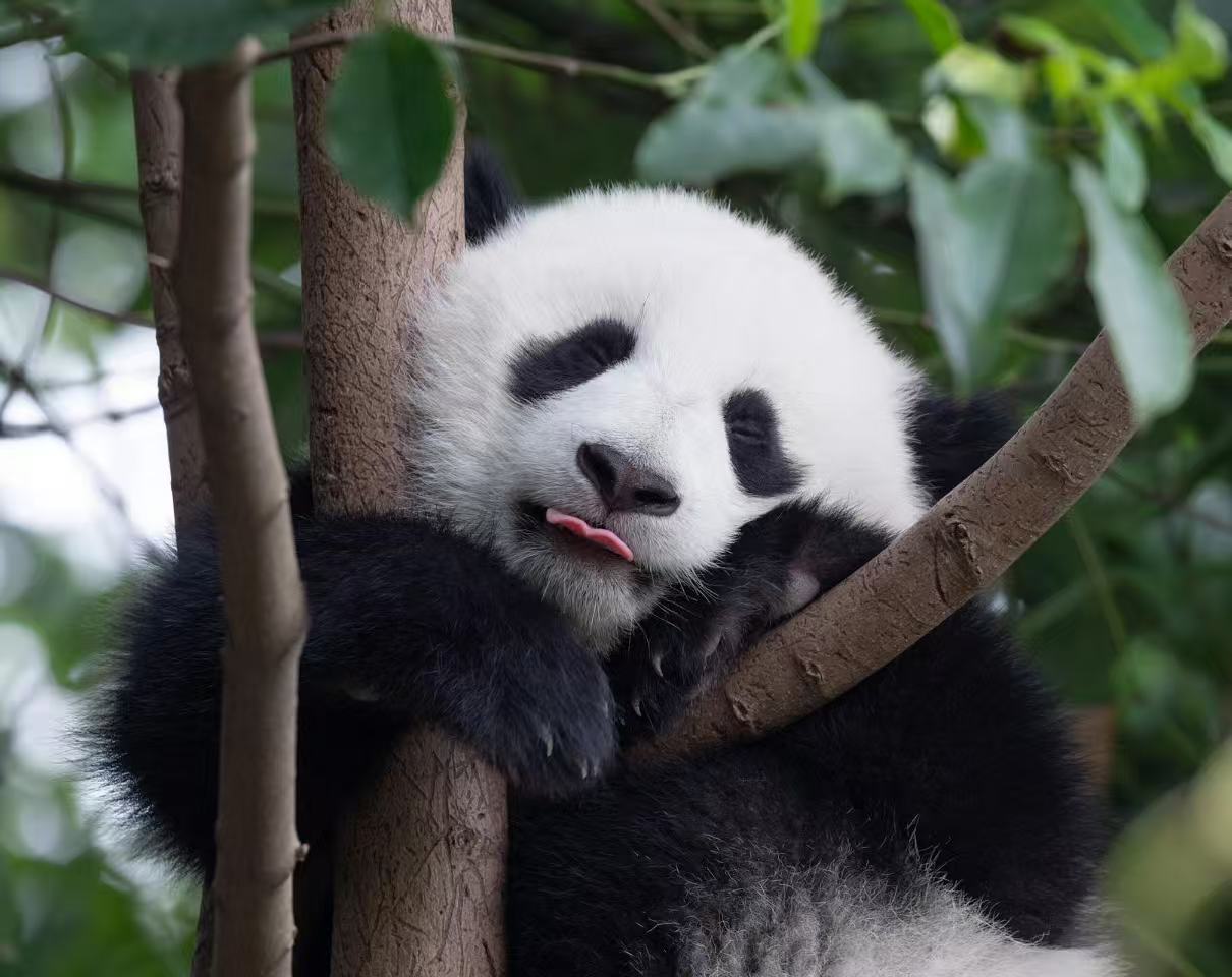 熊貓幼崽酣睡:熊貓幼崽抱著樹枝熟睡,吐著粉舌,軟乎乎的模樣治癒感拉滿 熊貓幼崽酣睡:熊貓幼崽抱著樹枝熟睡,吐著粉舌,軟乎乎的模樣治癒感拉滿