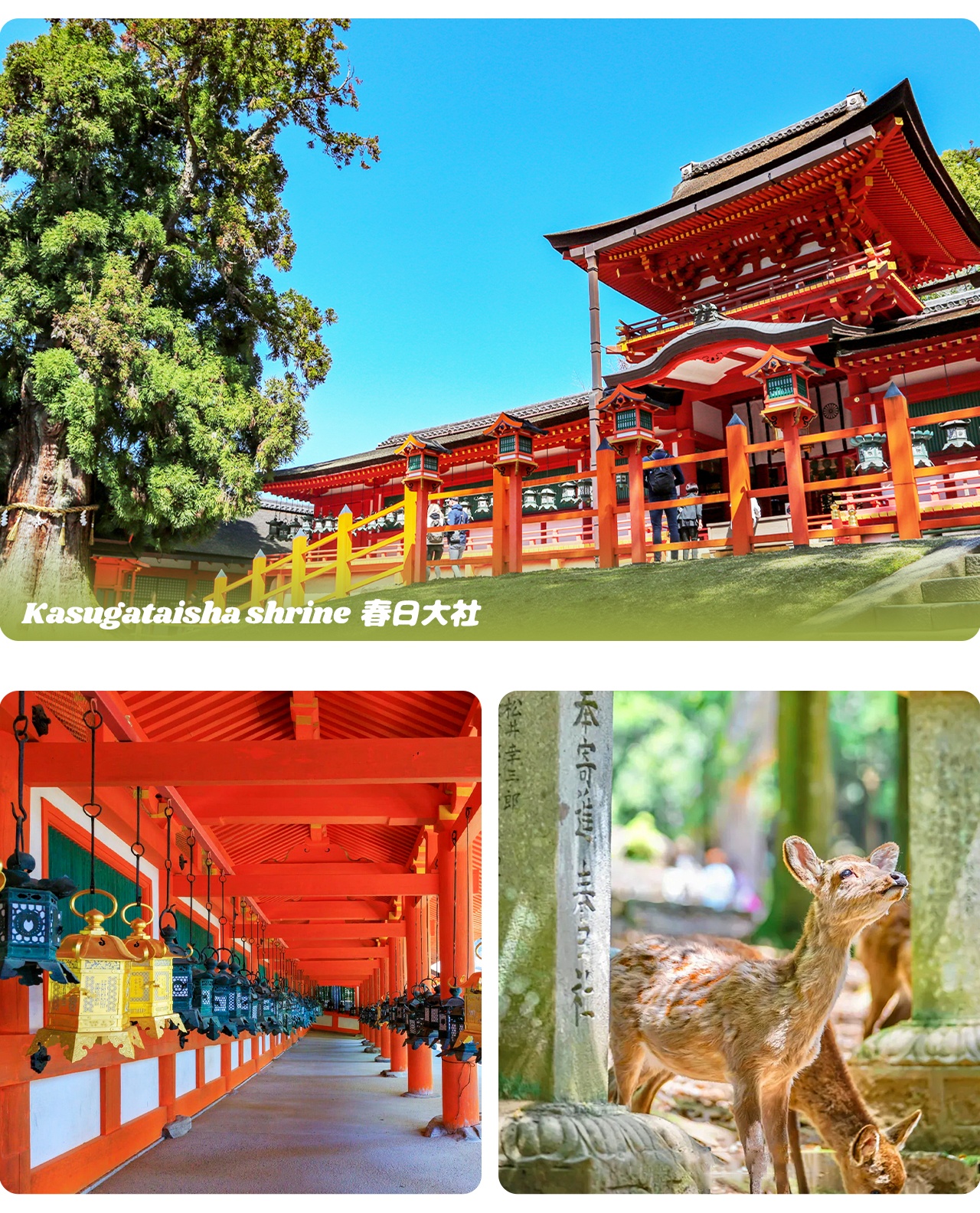 春日大社以硃紅色神殿與千盞石燈籠聞名，是奈良最具代表性的千年古社之一🏮。