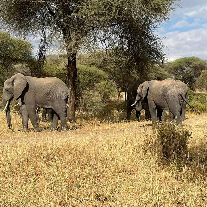 Explore Kenya's Top Parks on a 7-Day Budget Safari – Group Tour 