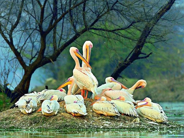 Bharatpur Bird Sanctuary and Fatehpur Sikri Half-Day Tour from Agra