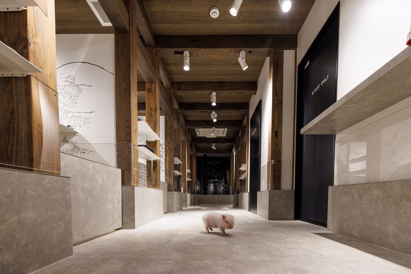 東京淺草私人迷你豬咖啡館體驗（含餵食）