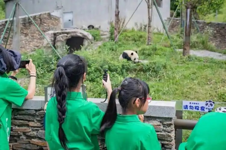 成都出發都臥龍中華大熊貓苑神樹坪基地誌願者體驗 私人導覽一日遊