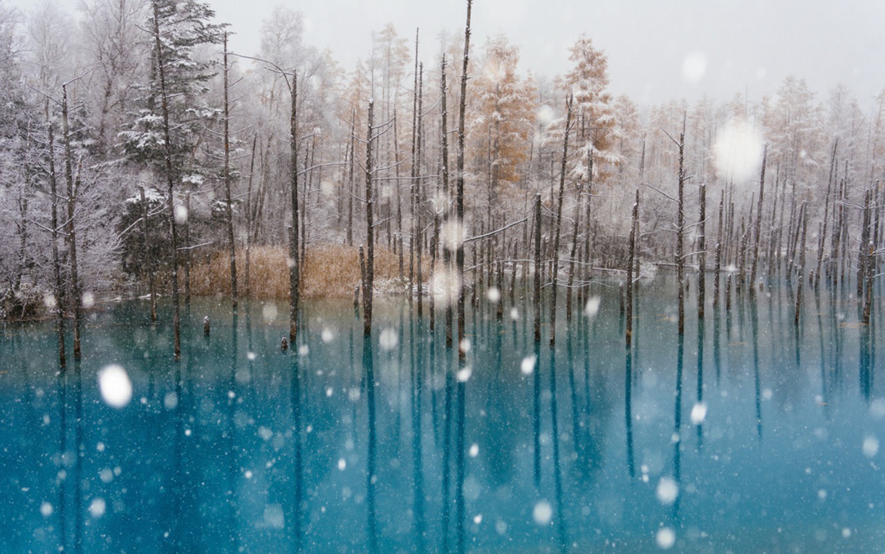 [Hokkaido Day Trip] Furano Flower Fields, Biei Blue Pond, Shikisai-no-oka, Shirahige Falls, Forest Fairy Terrace, Winter Snowmobile Experience (Starting from Sapporo)