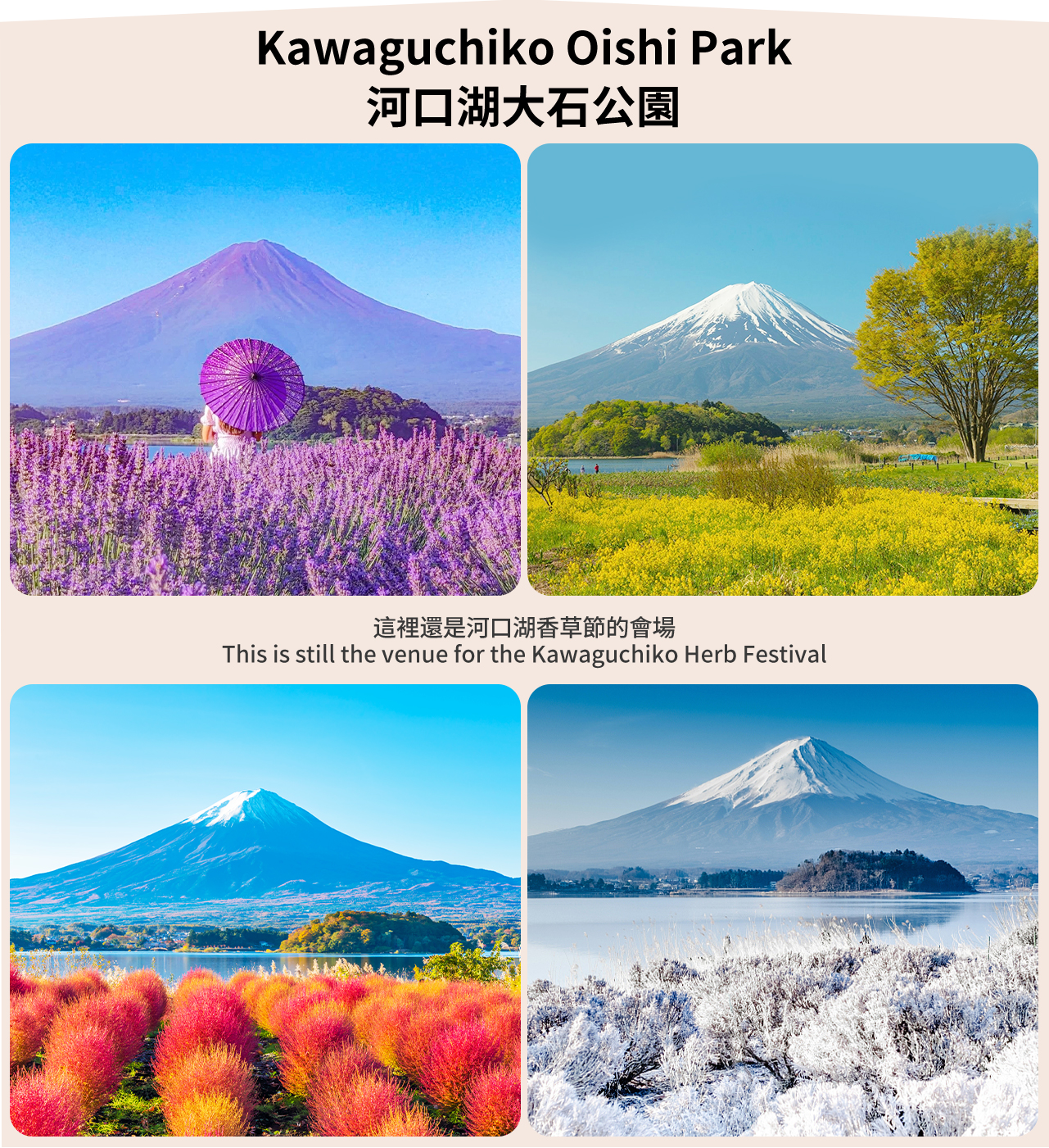 The cherry blossom tunnel is romantic and charming in spring, the lavender is like a purple carpet in summer, and the bright broom grass and red leaves are intertwined in autumn, with the majestic Mount Fuji in the background.