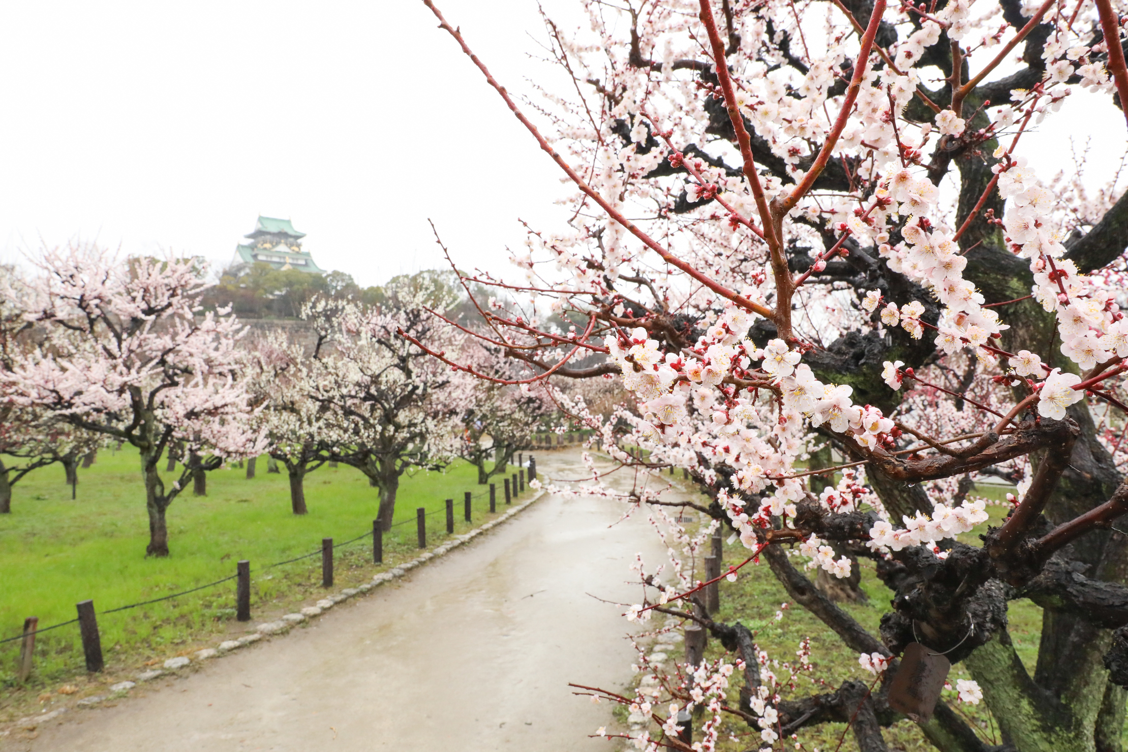 A proverb that combines the dying moment of a samurai with the magnificent cherry blossoms in their waning moments.
The flowers are cherry blossoms, the people are warriors.