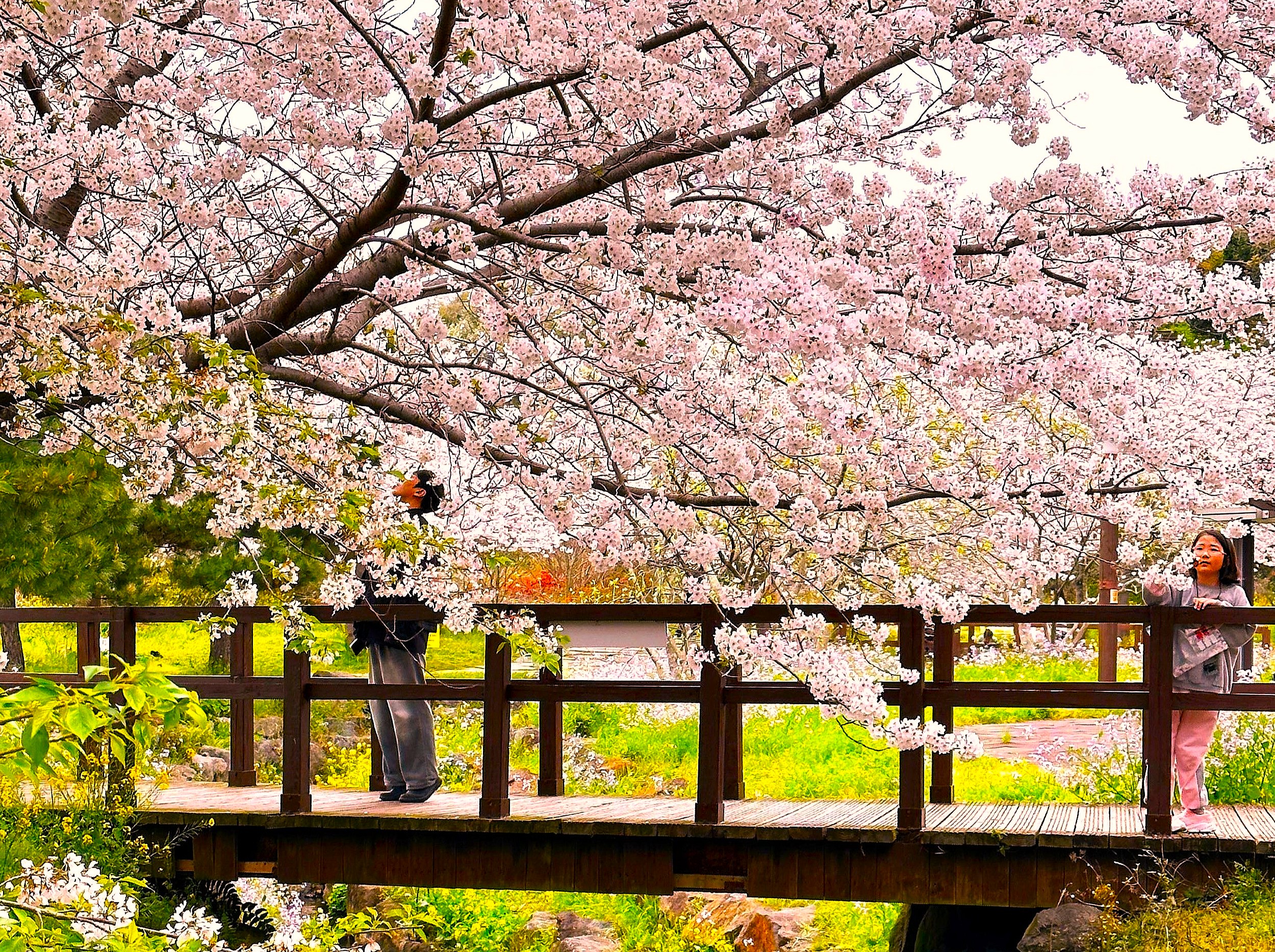 沉浸在Yerae生態公園櫻花、金黃色油菜花、古樸小橋和清澈溪水的迷人和諧之中, 沉浸在Yerae生態公園櫻花、金黃色油菜花、古樸小橋和清澈溪水的迷人和諧之中,