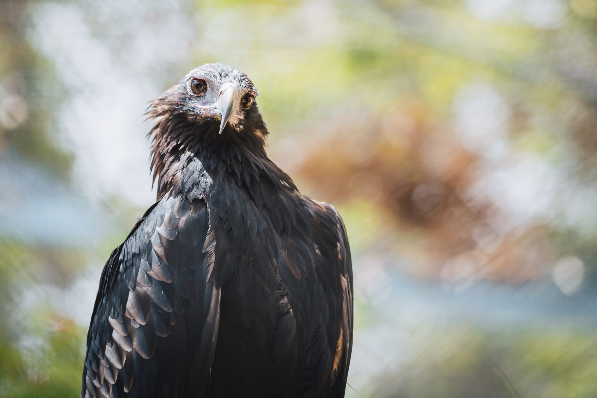 瑪格麗特河老鷹遺產猛禽野生動物中心（Eagles Heritage Wildlife Centre）門票