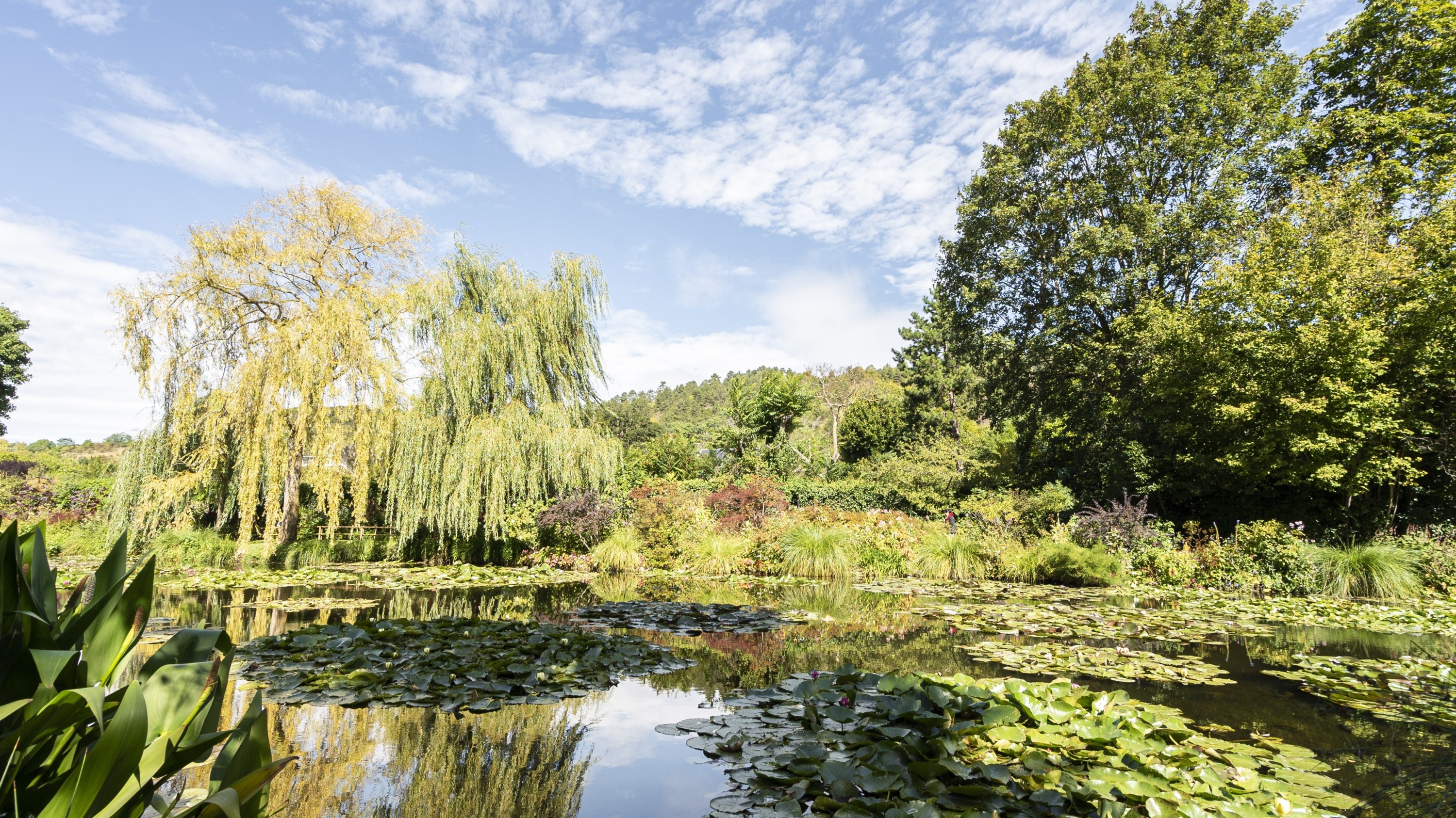 A tranquil view of Monet’s serene lily pond surrounded by lush greenery and willows