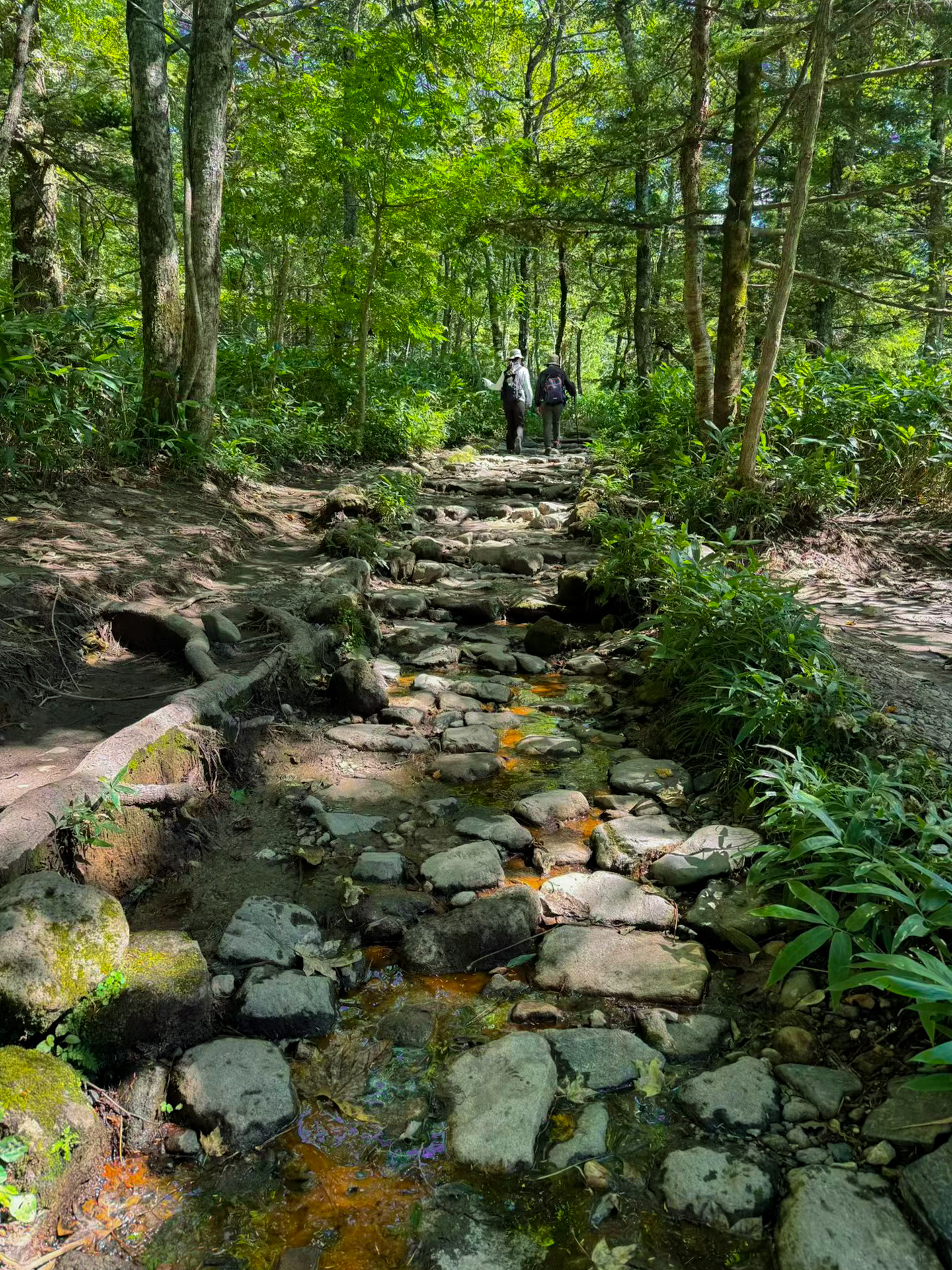 前往明神池的森林步道(來回約2.5小時) 前往明神池的森林步道(來回約2.5小時)