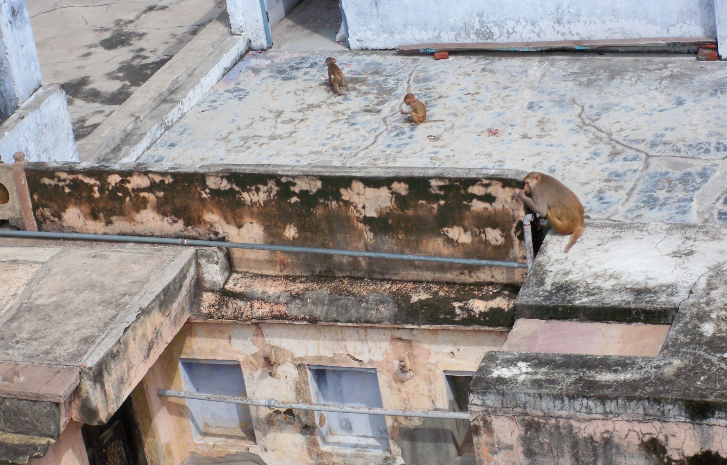 至尊神猴哈努曼寺 & Durga Temple Durgakund Varanasi半天遊