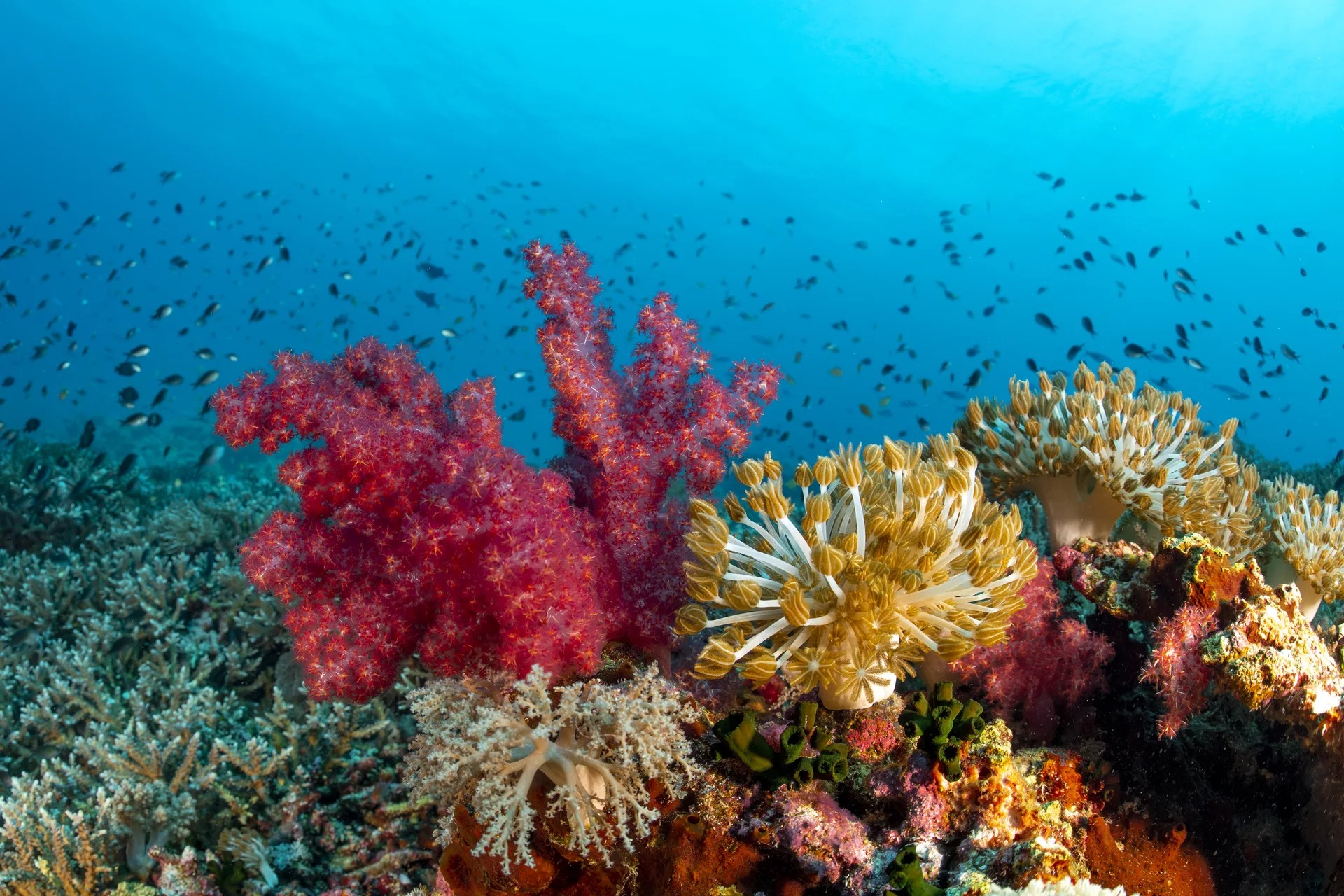 Discover the Afternoon Dive Magic: Cauayan, Negros with PADI Center