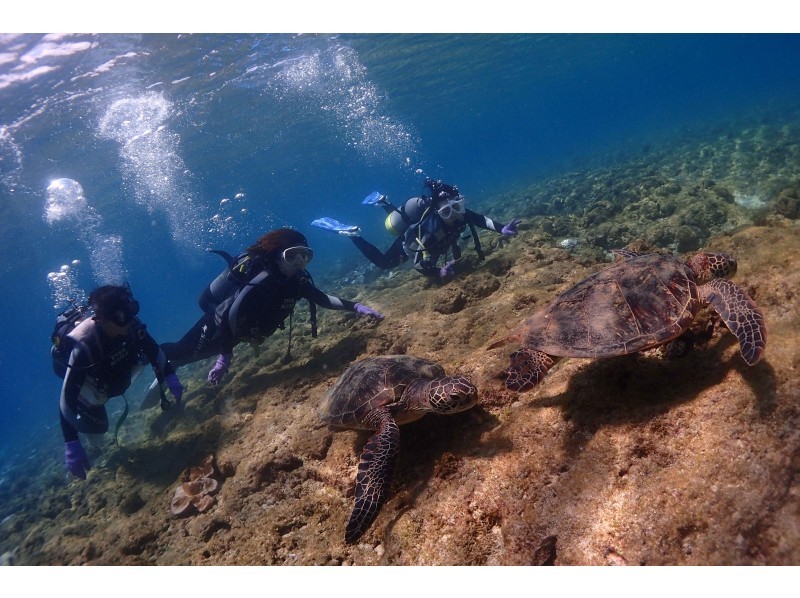 Trekking and Trial Diving in Yakushima