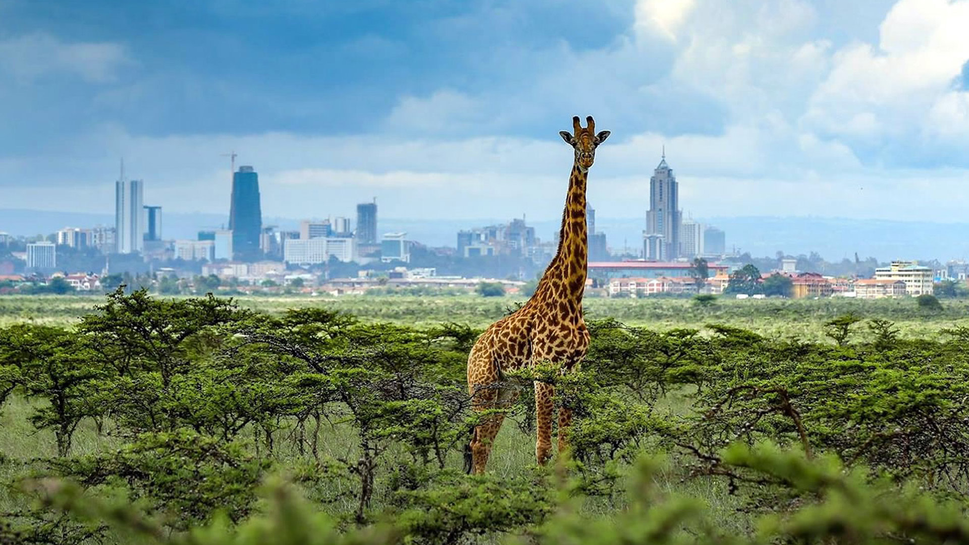 Nairobi 3 Wildlife Spots Full-Day Small Group Discovery