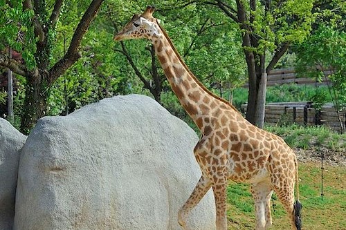 巴黎動物園門票