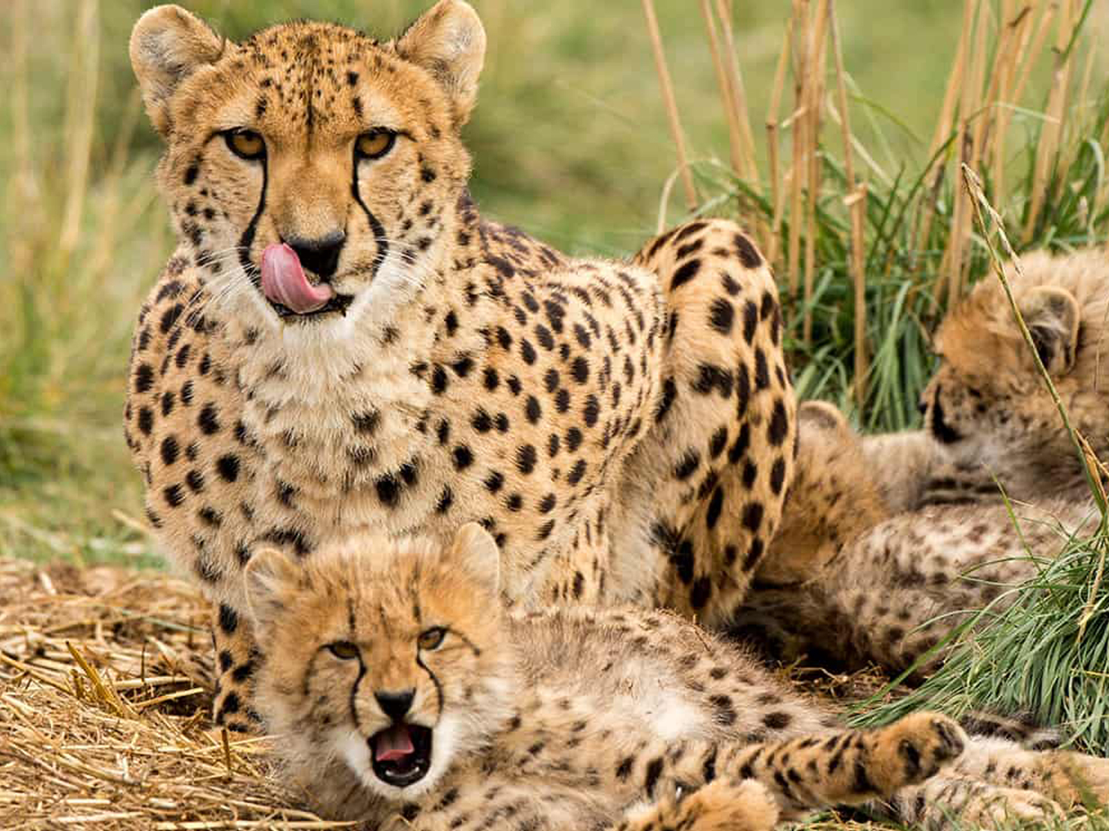 Cheetah Experience at Monarto Safari Park