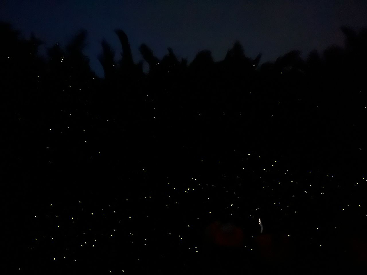 Bongawan 紅樹林遊船和螢火蟲之旅 (Bongawan Mangrove Cruise and Fireflies Tour)