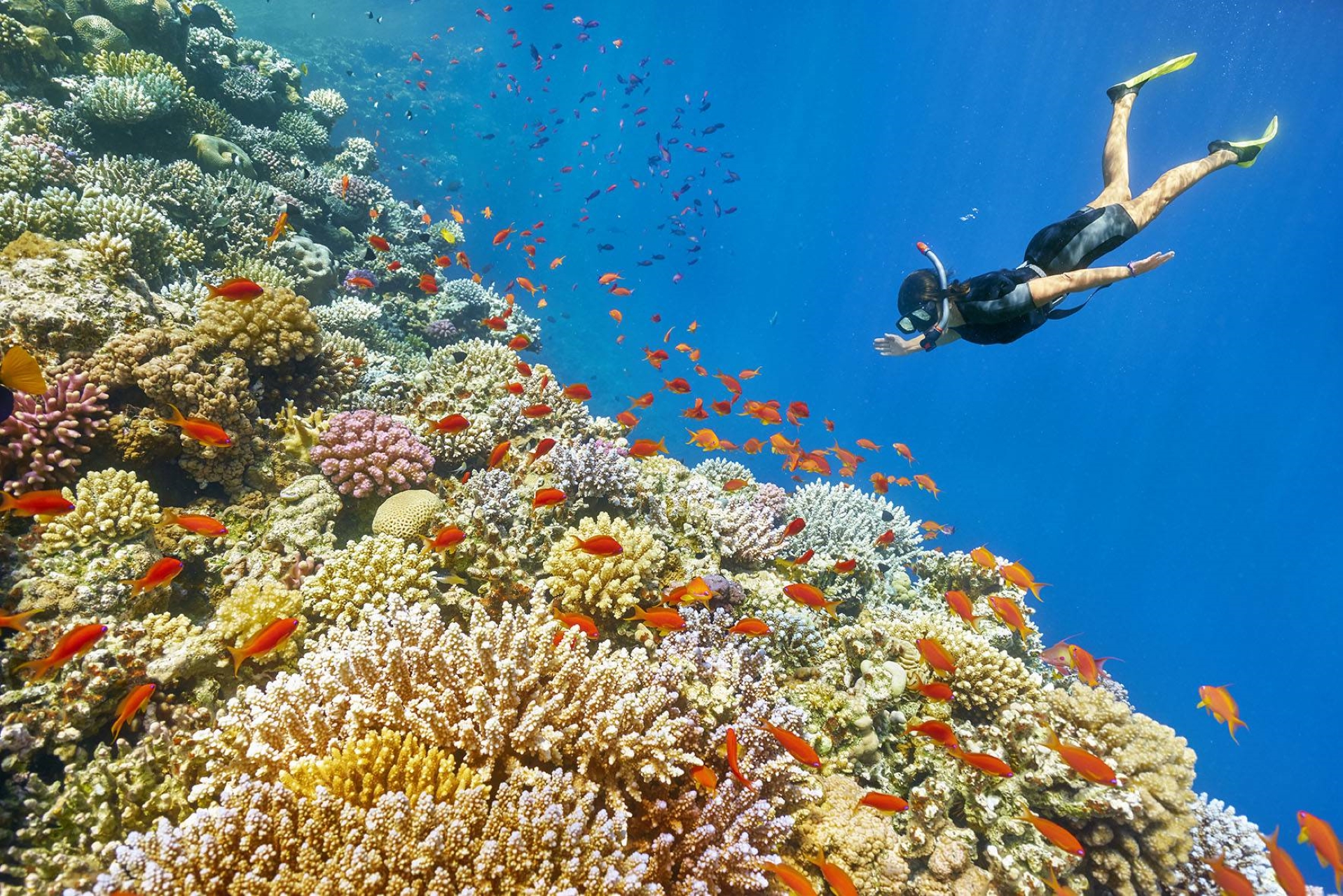 Coral Garden Snorkeling Trip & intro dive With Transfer - Marsa Alam