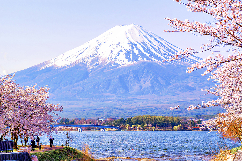 富士山網紅打卡景點&河口湖四季花卉探秘之旅（贈送日式草餅）｜東京/新宿出
