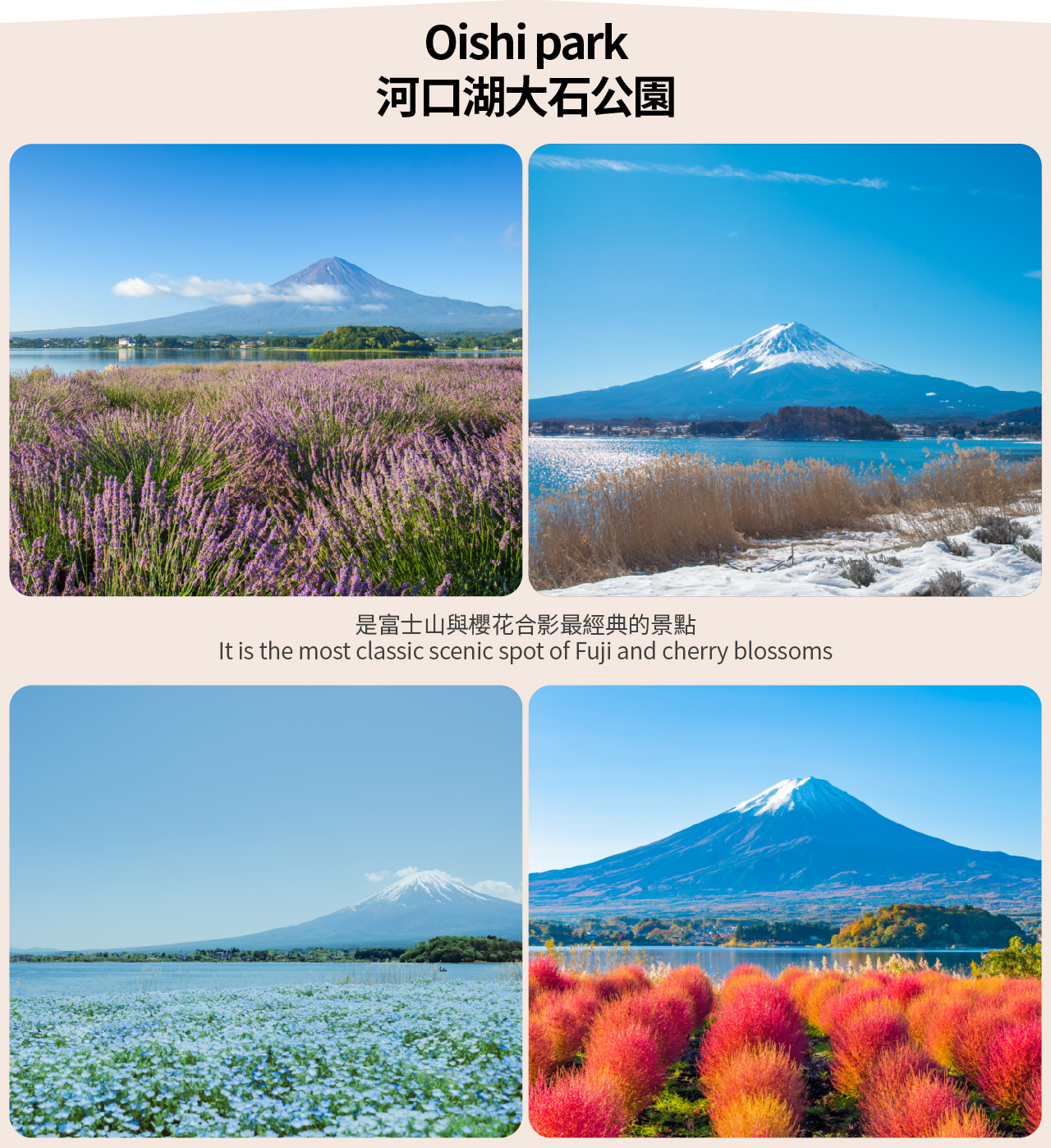 【富士山單車騎行體驗遊】山中湖騎行體驗&忍野八海&河口湖&富士山淺間公園或日川時計店網紅騎行一日遊（東京出發）