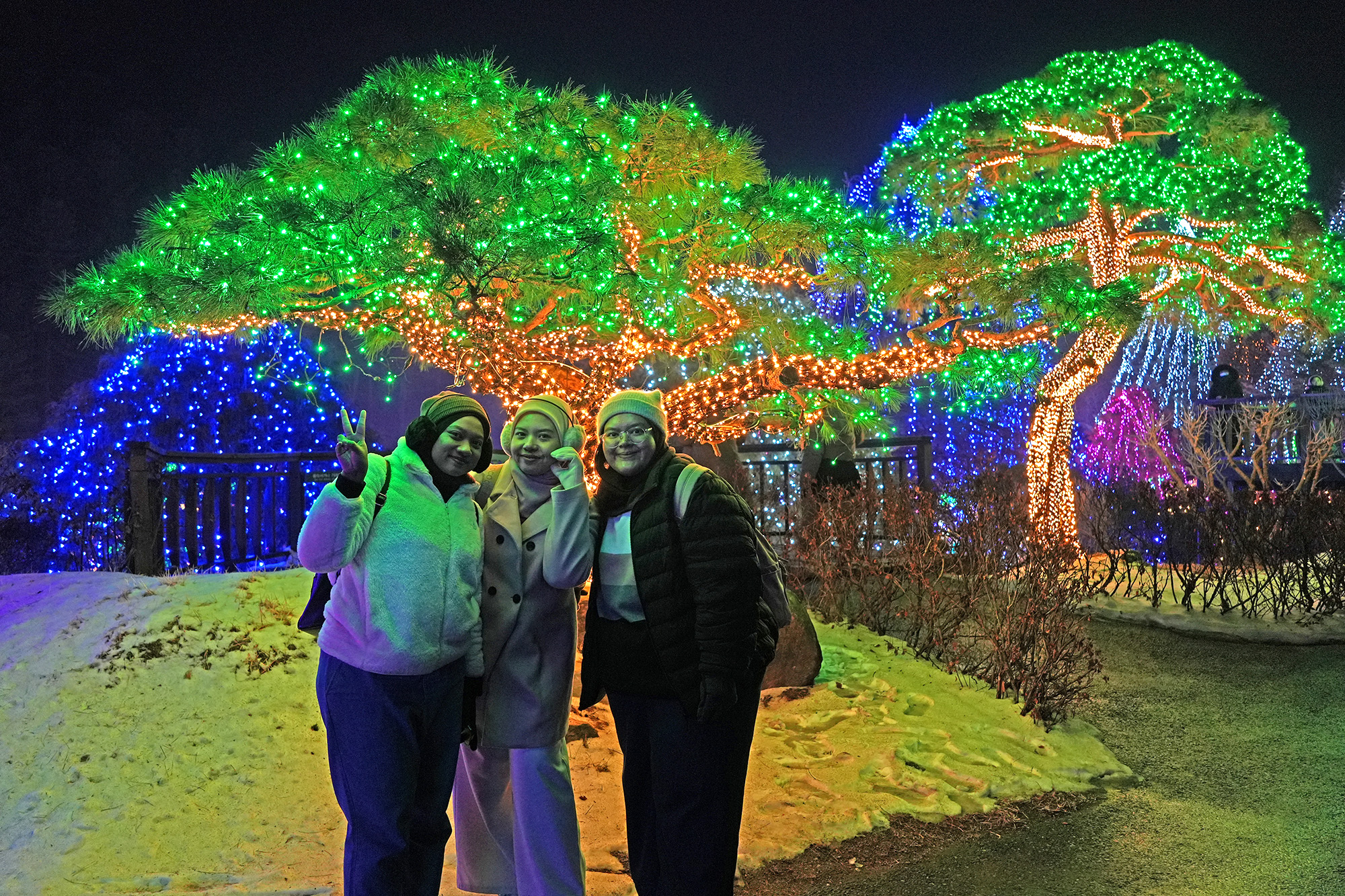 🎇 夜晚的晨靜樹木園變成了一片神奇的景象。