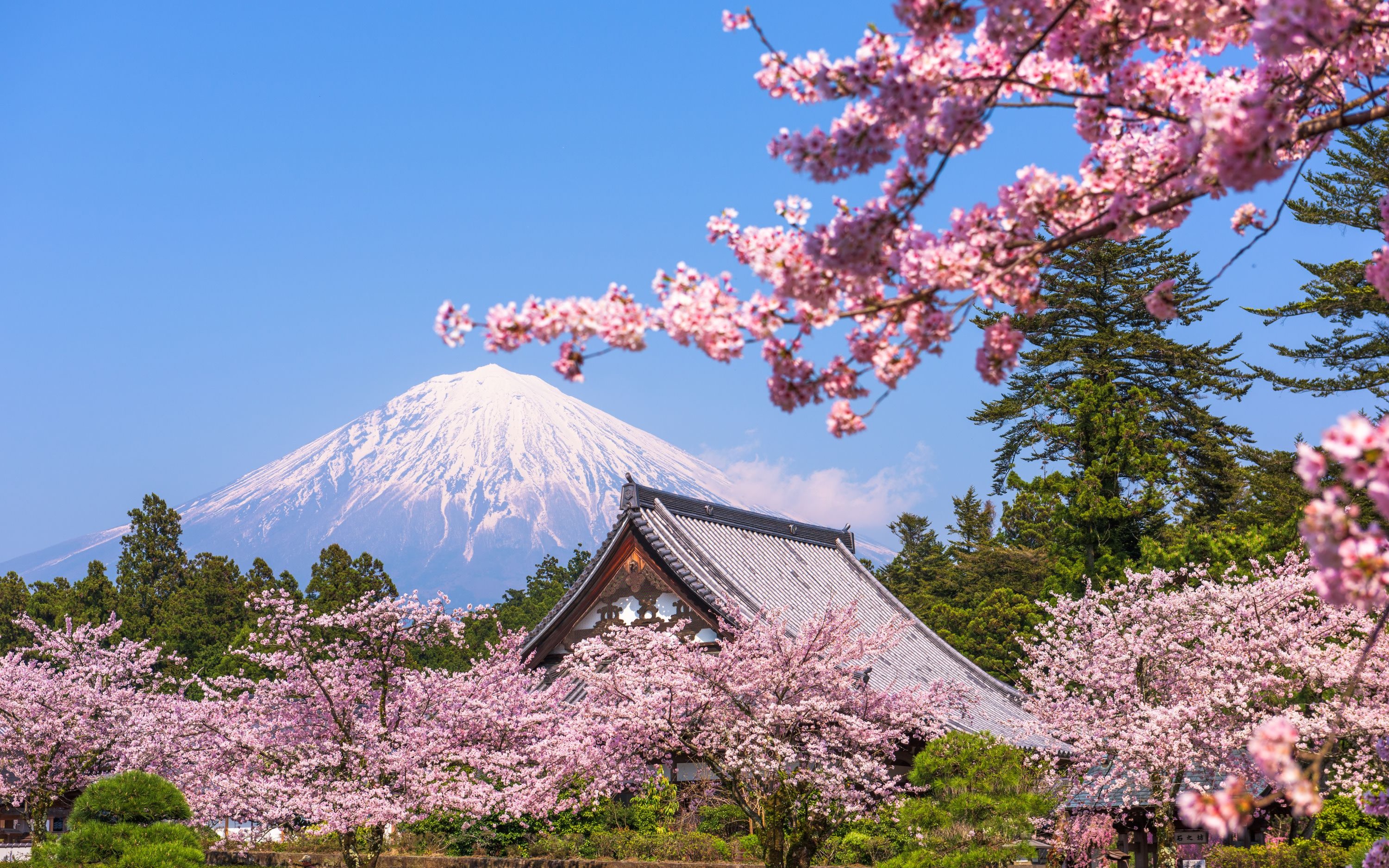 Mt. Fuji Tour: Arakurayama/Lake Yamanaka/Oshino Hakkai from Tokyo