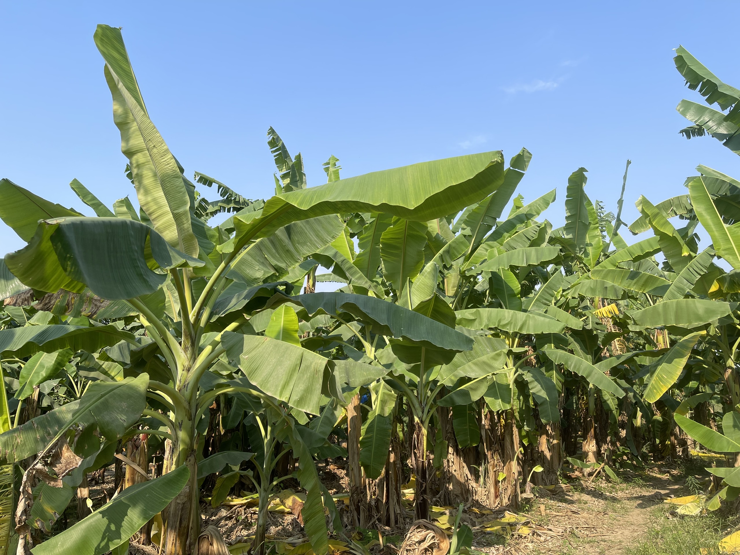 香蕉島上的美麗農場照片。 香蕉島上的美麗農場照片。