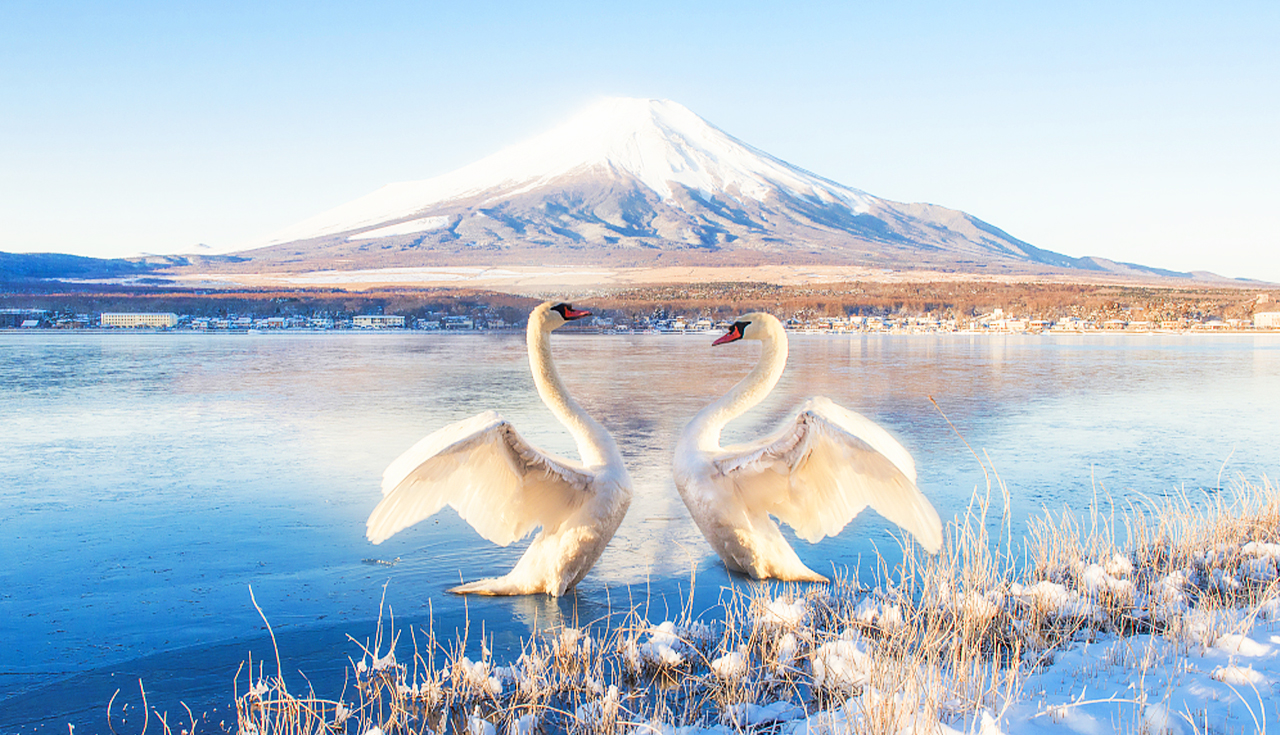 河口湖&新倉山淺間公園&富士山五合目&山中湖泡溫泉看富士山