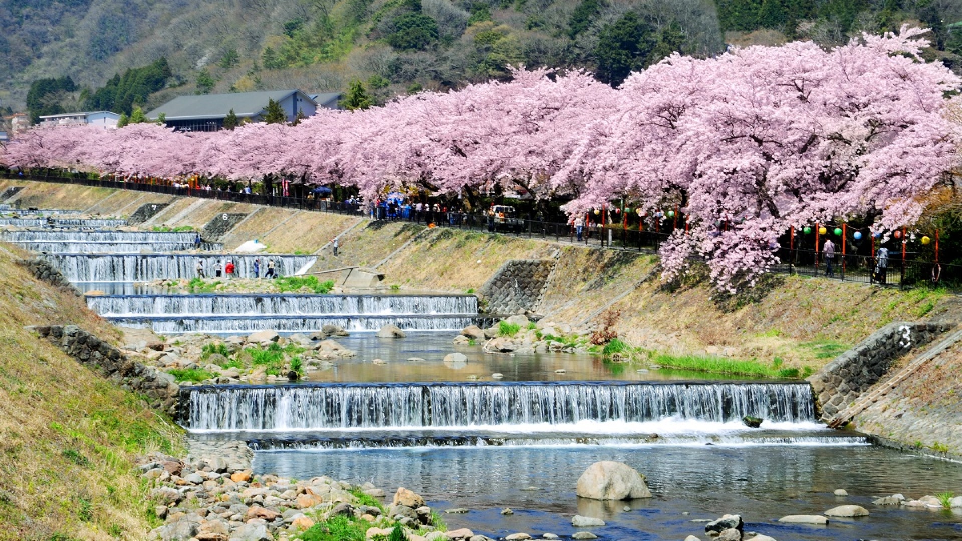 The banks of the Miyagino Hayakawa River in Hakone Town are a famous cherry blossom viewing spot in Hakone. From late March to early April every year, about 600 Somei Yoshino cherry trees are in full bloom on both sides of the river. The pink sea of flowe