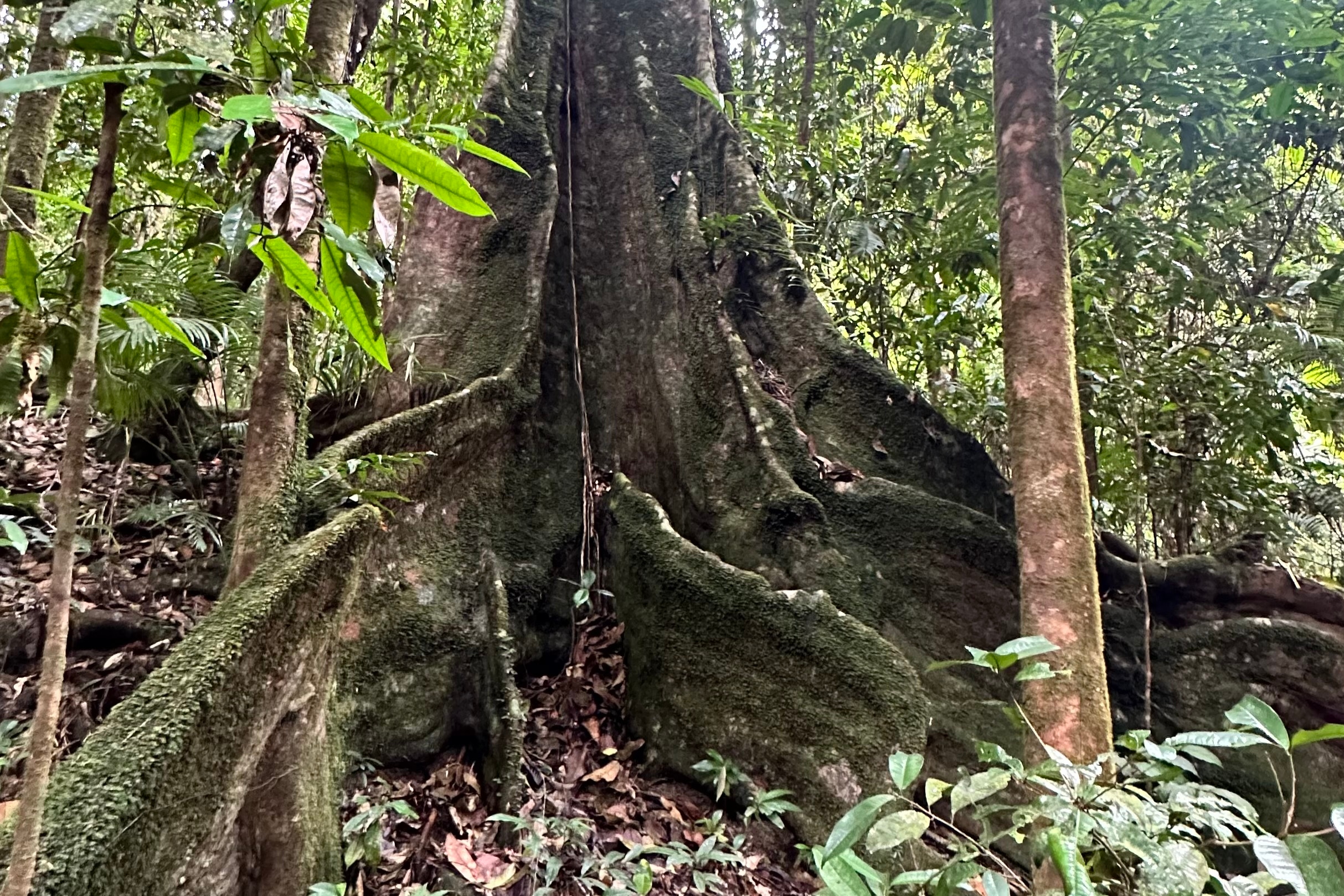 Base of Old Fig Tree Daintree Rainforest 