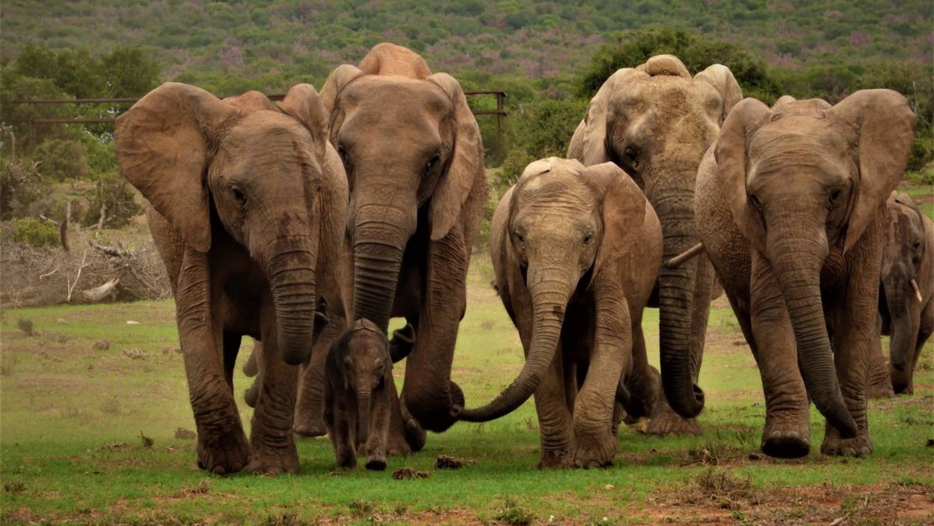 Half-day open vehicle safari in Eastern Cape