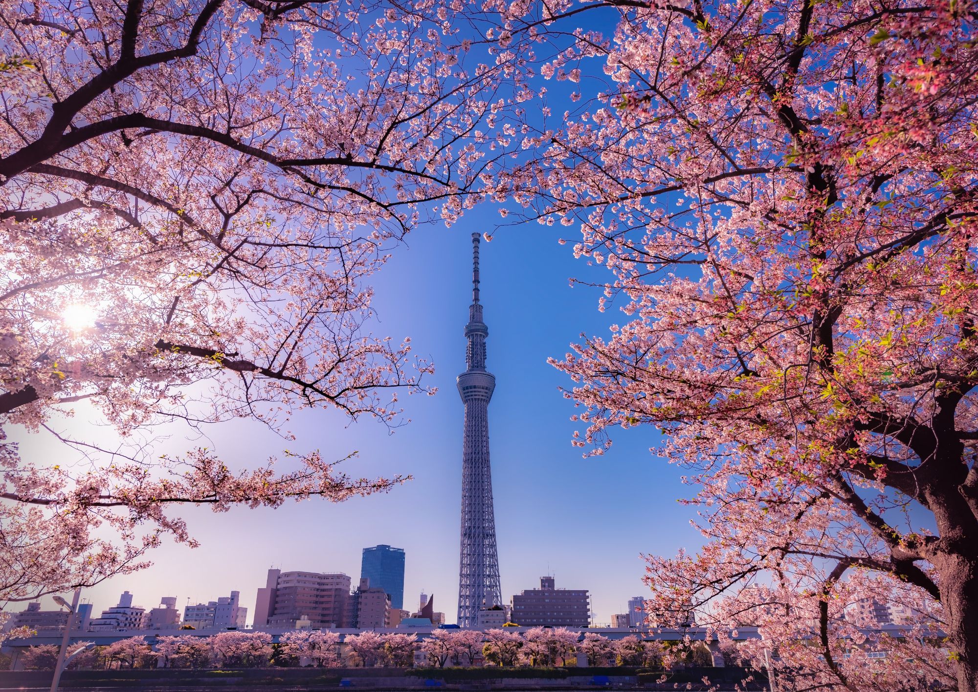 Matcha Making Tokyo | Cooking class in Japan