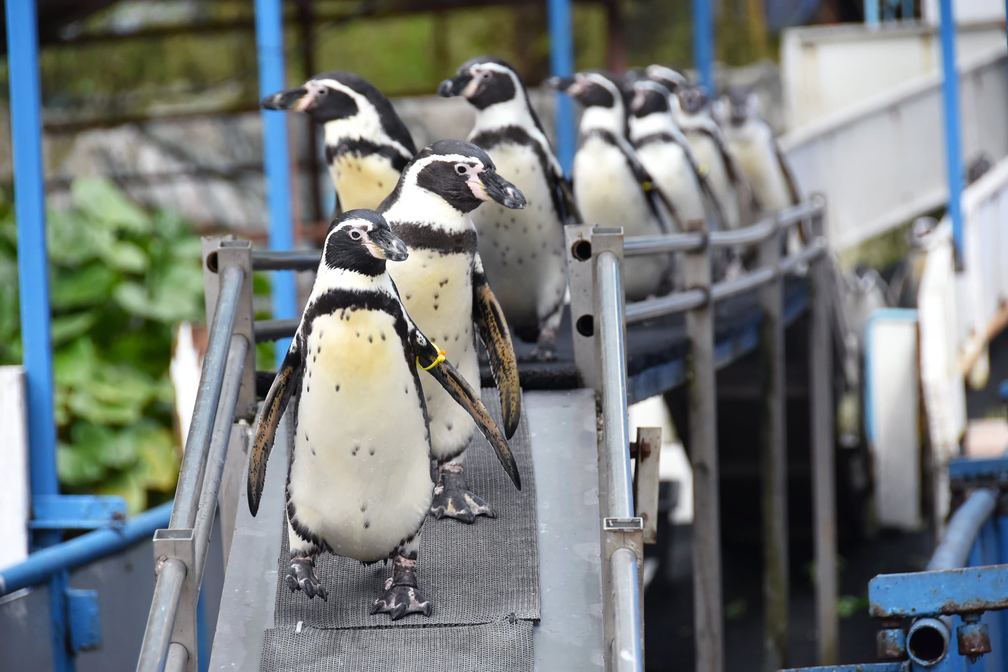 カオキアオ動物園 プライベートツアー（チョンブリー）