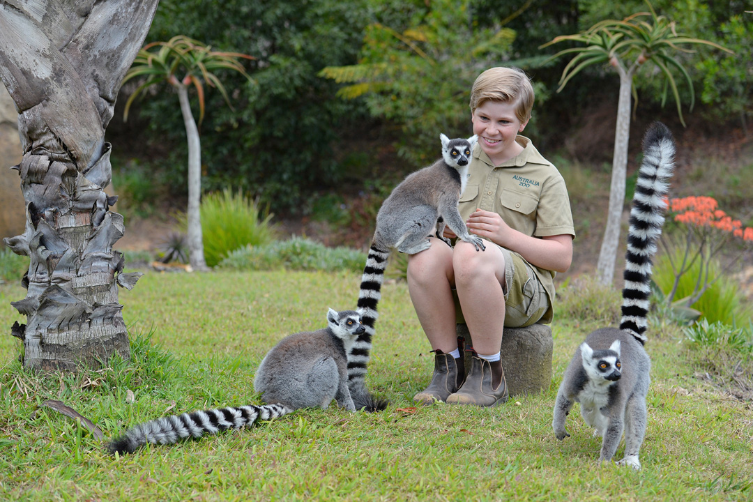 Watch lemurs in their natural habitat as they interact and play