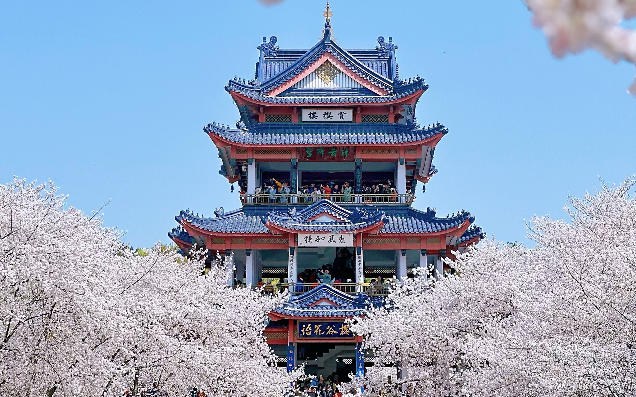 [Flower Viewing Promotion] One-day tour of Wuxi 