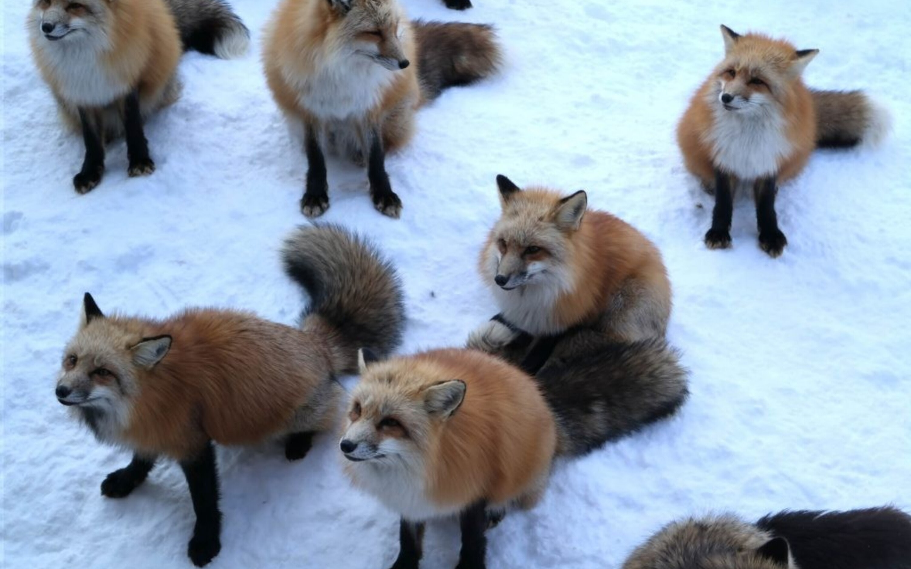 Snowy Zao Fox Village & Zao Onsen Day Tour from Sendai