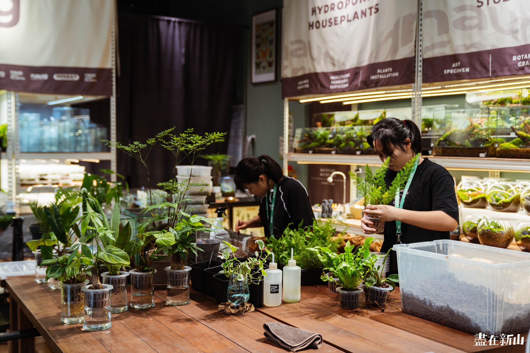 Soilless Terrarium DIY Workshop