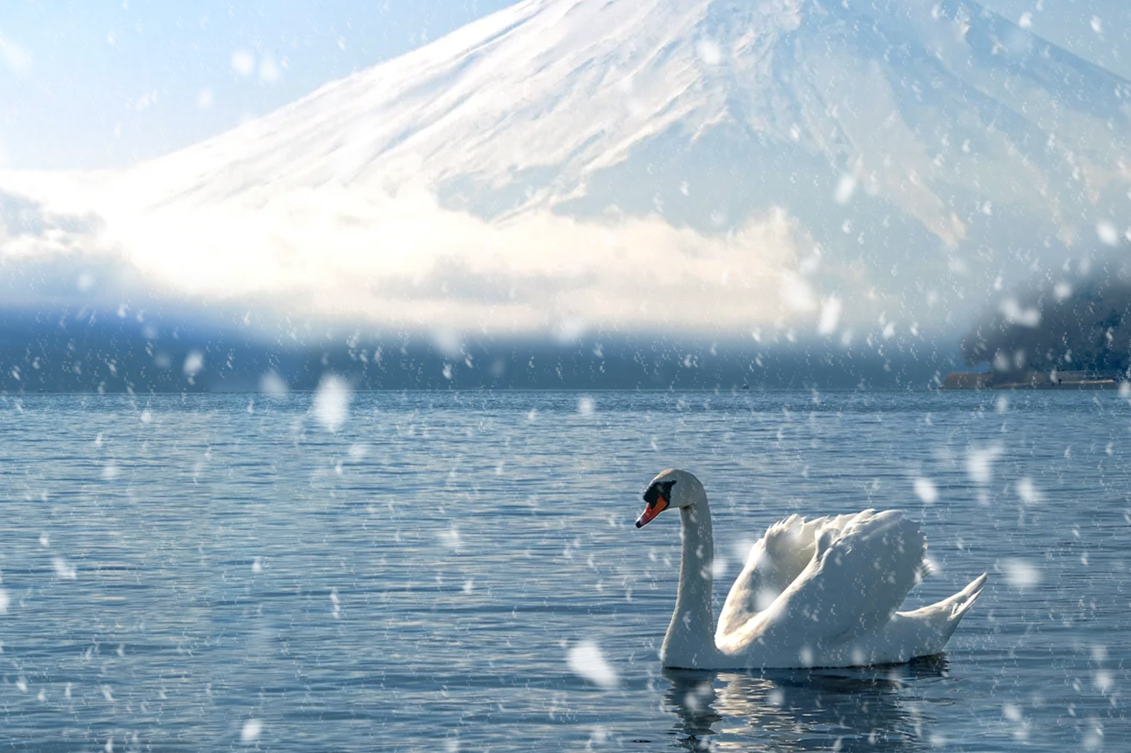 "買包飼料(100日元),立刻會有優雅天鵝向你鞠躬討食!它們不怕人,但請保持溫柔~ "買包飼料(100日元),立刻會有優雅天鵝向你鞠躬討食!它們不怕人,但請保持溫柔~