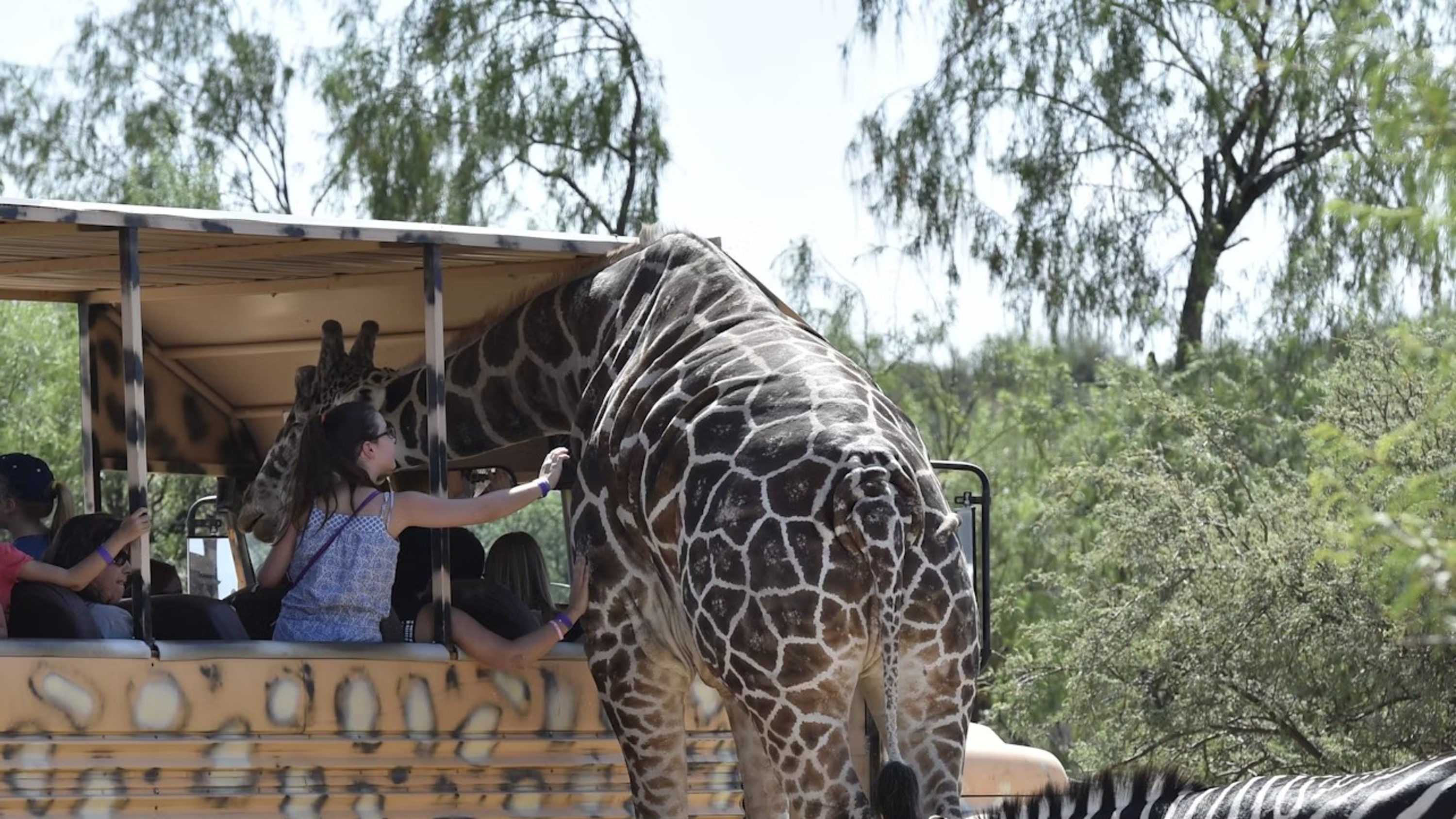 坎普佛得非洲野生動物園門票