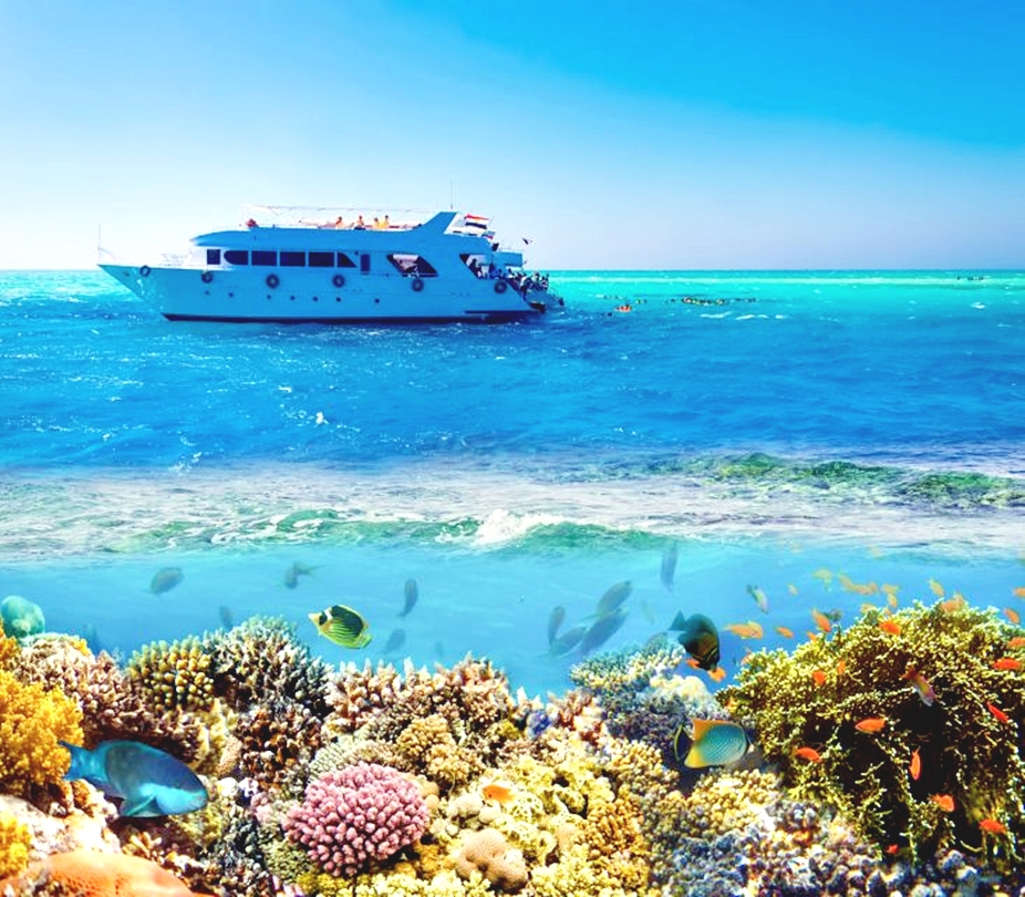 洪加達海豚觀賞遊船之旅（包浮潛 & 午餐）