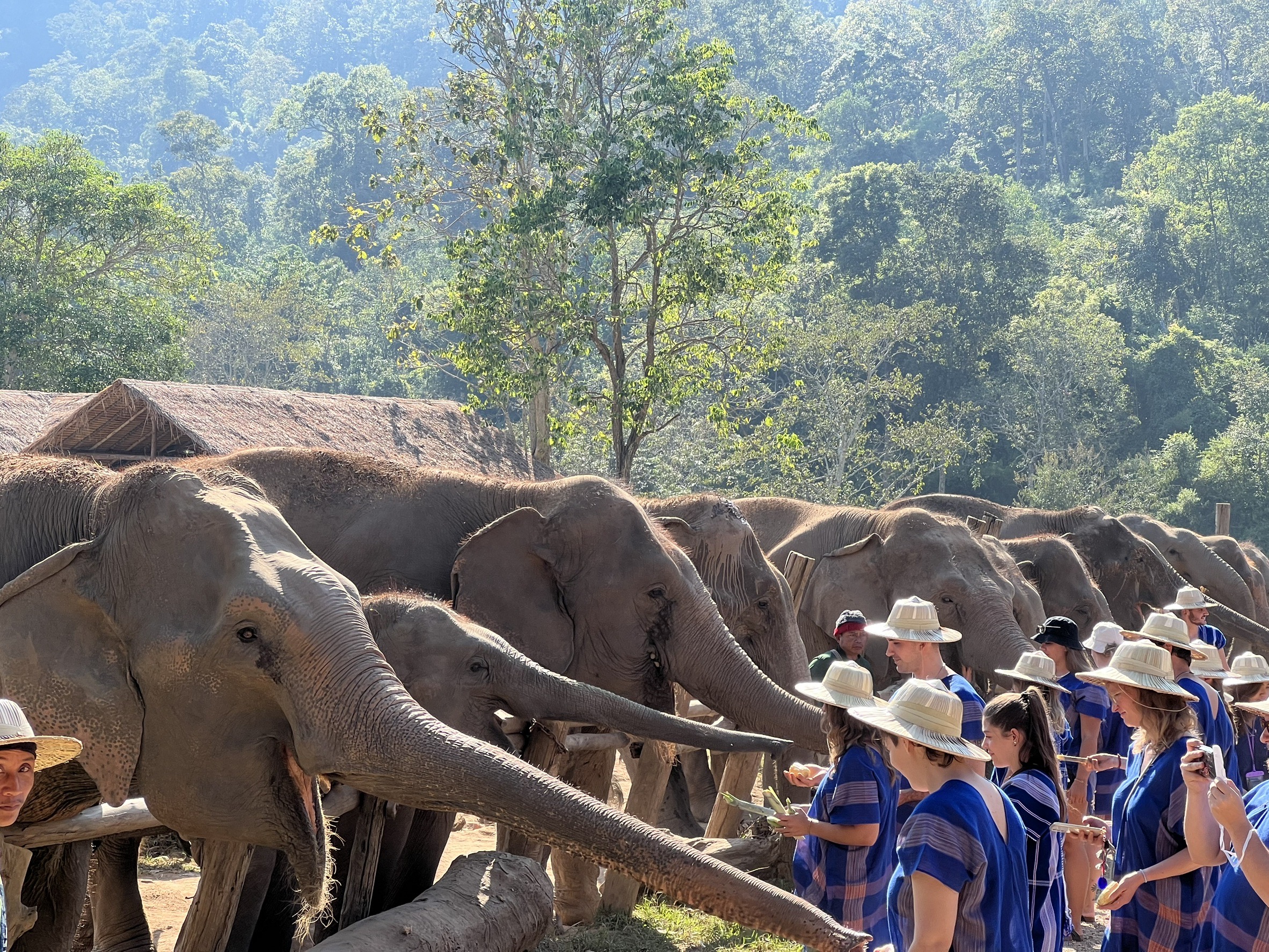 準備好喂大象美味的食物 準備好喂大象美味的食物