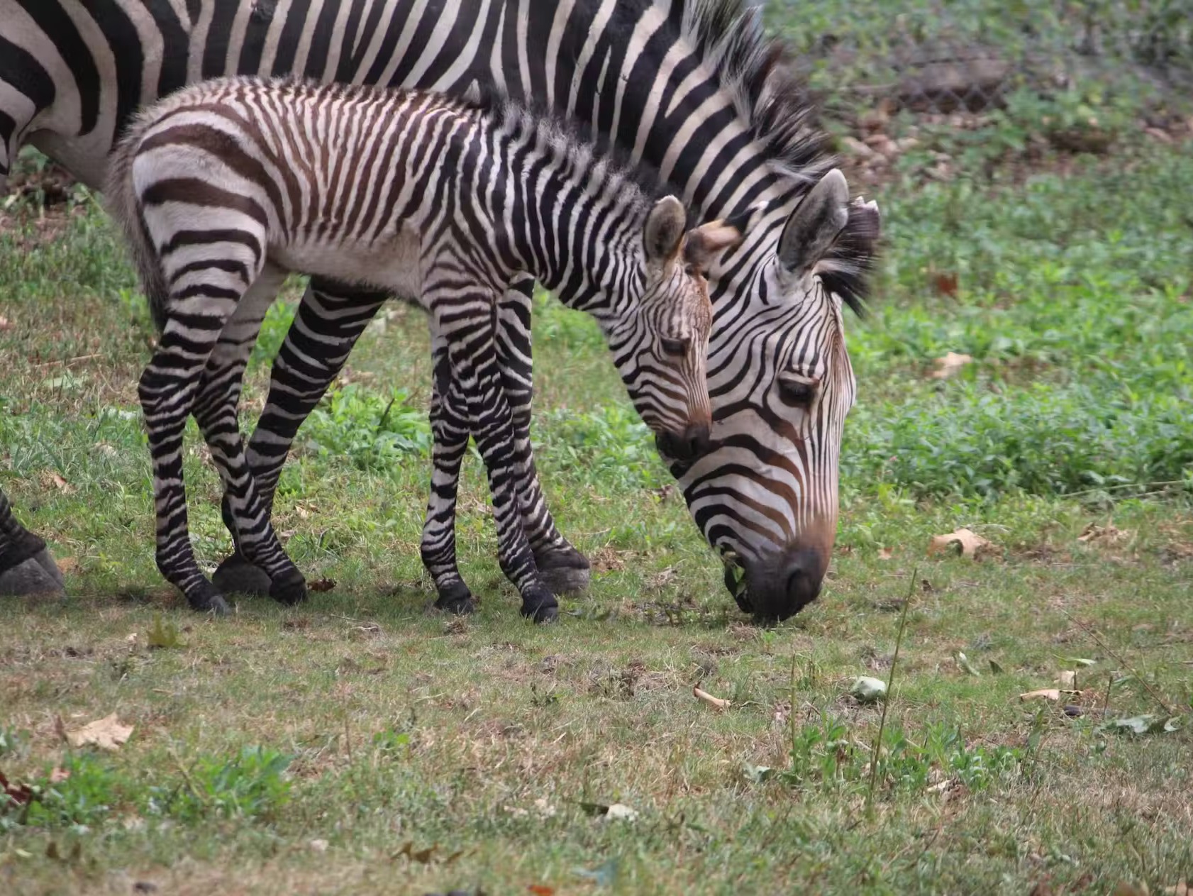 在富蘭克林公園動物園探索來自世界各地的野生動物，每次參觀都能激發新的發現