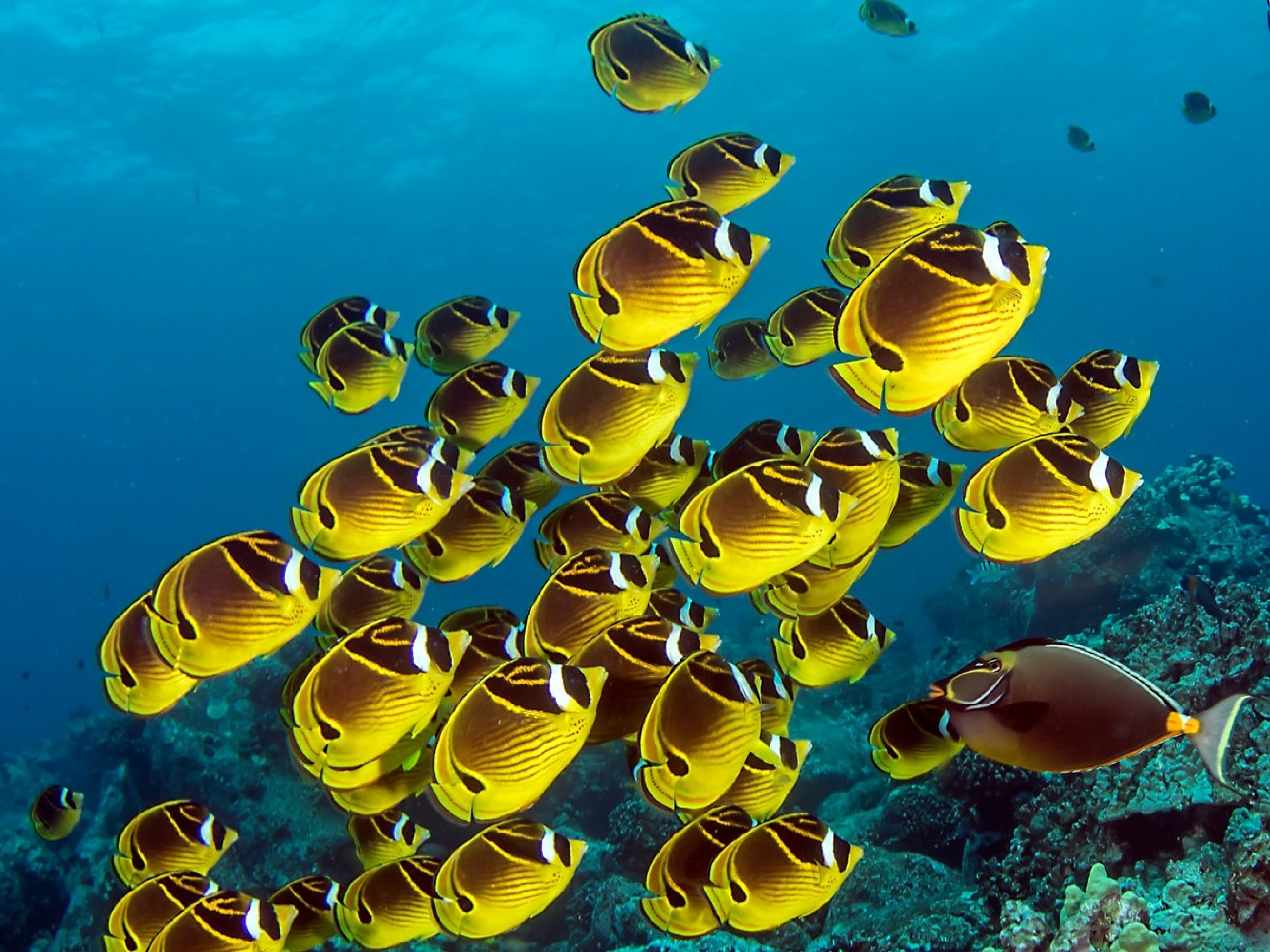 Hawaii: Dolphin Watch and Double-Reef Snorkel Tour