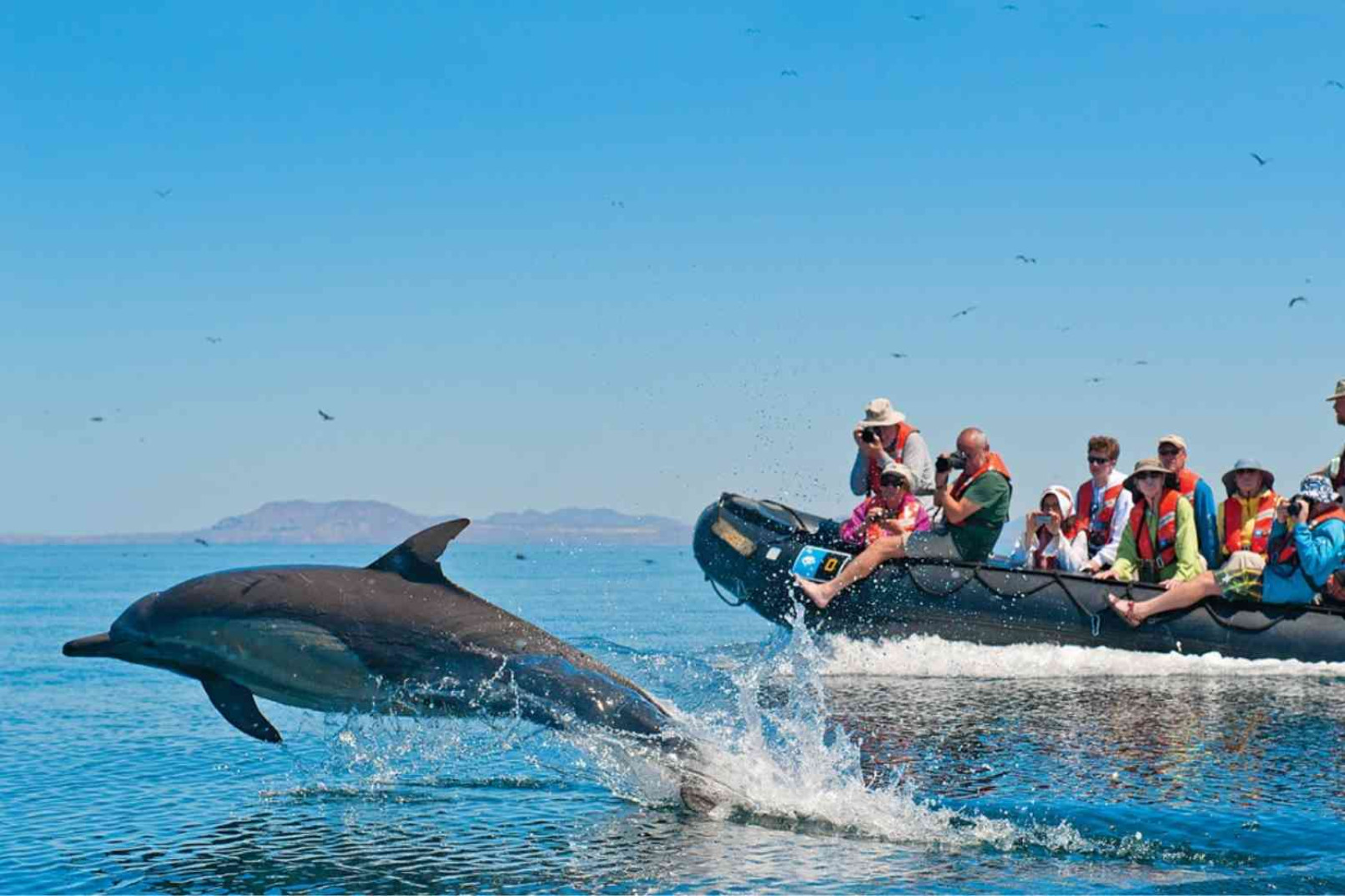 Baga Beach: Dolphin Ride Experience