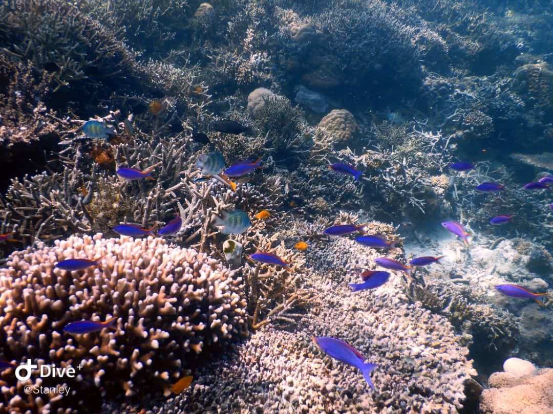 仙本那汀巴汀巴島 & 馬達京島 & 邦邦島水肺潛水體驗