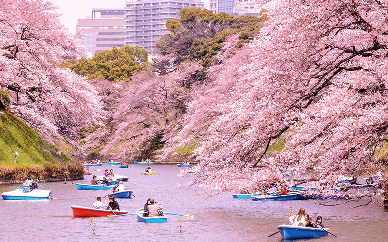 Tokyo Night Cherry Blossom One-Day Tour - Ueno Cherry Blossom Festival, Chidorigafuchi, and Meguro River Night Cherry Blossoms (Includes City View Lunch)