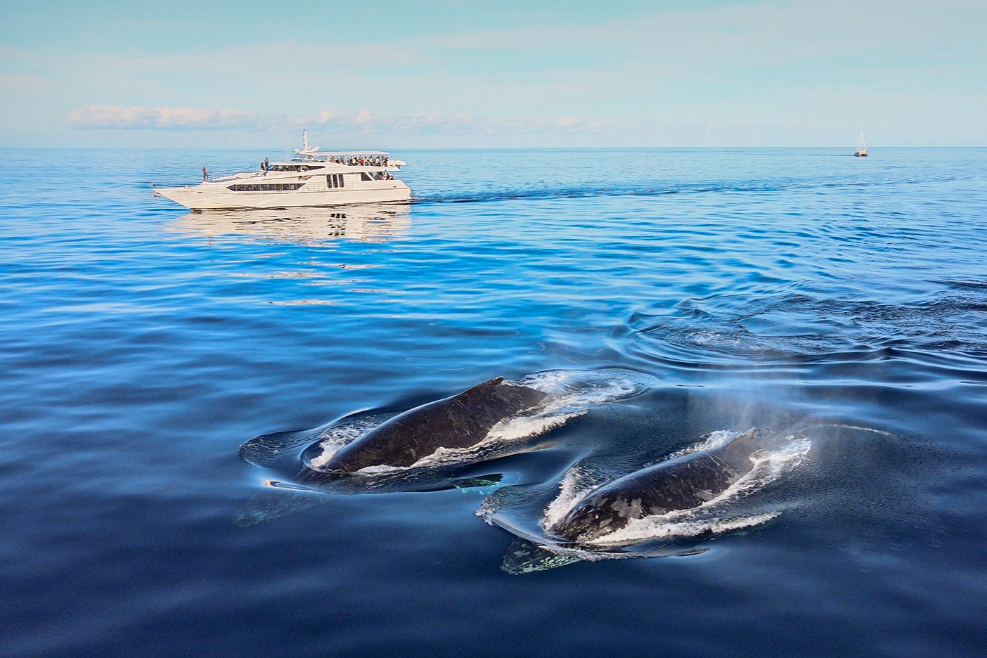 Whale Watching on Luxury Superyacht in Gold Coast