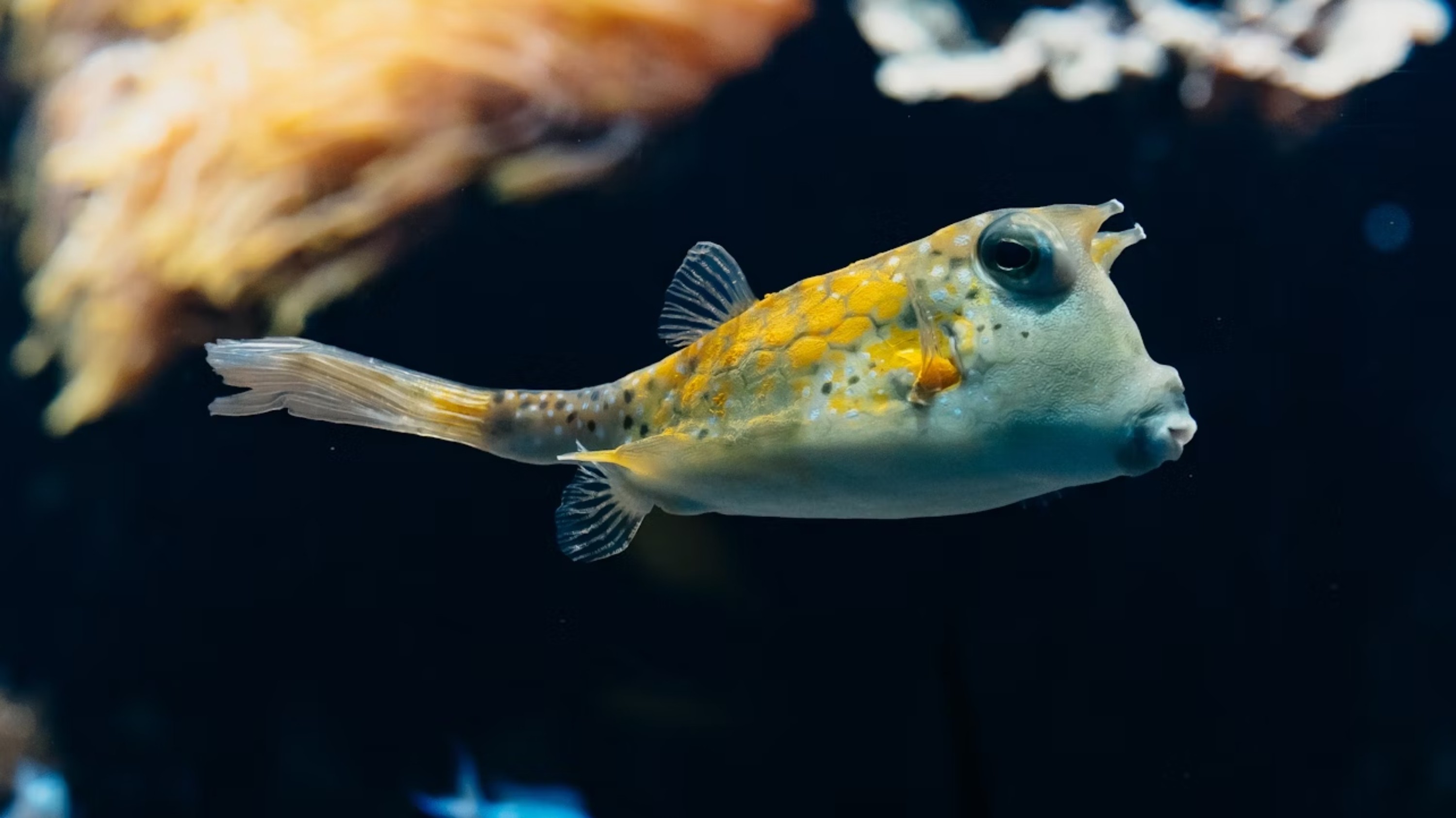 里昂水族館 (Aquarium of Lyon) 門票