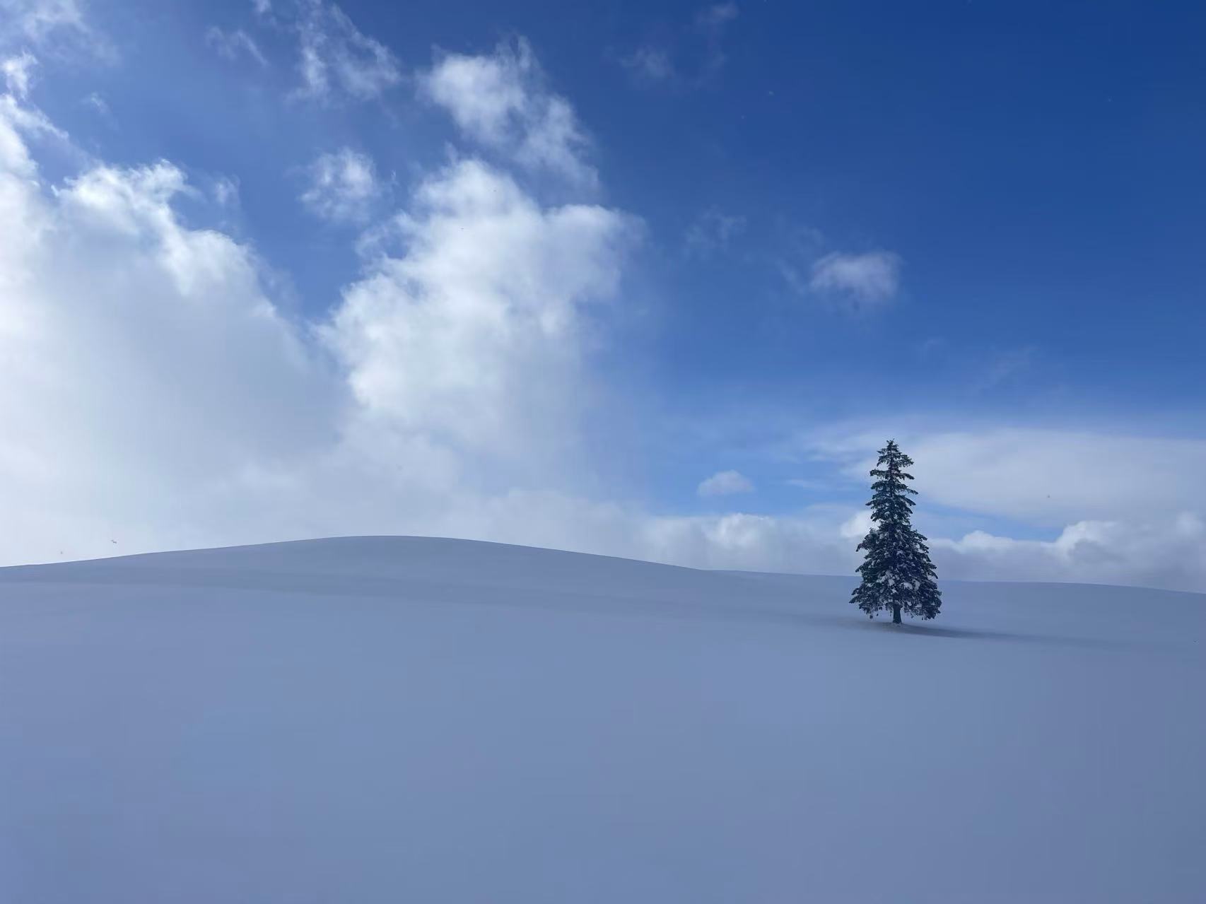 Asahiyama Zoo + Christmas Tree + Shikisai-no-oka + Ningle Terrace One-Day Tour | Departure from Sapporo | Chinese-Speaking Driver | Winter-Limited Dreamy Itinerary