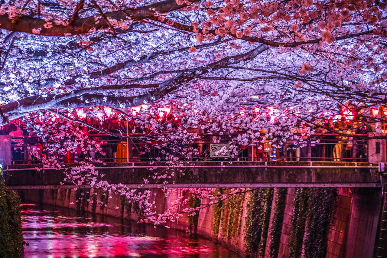 櫻花季限定-夜櫻流光・東京賞櫻探秘之旅｜新宿/上野出發